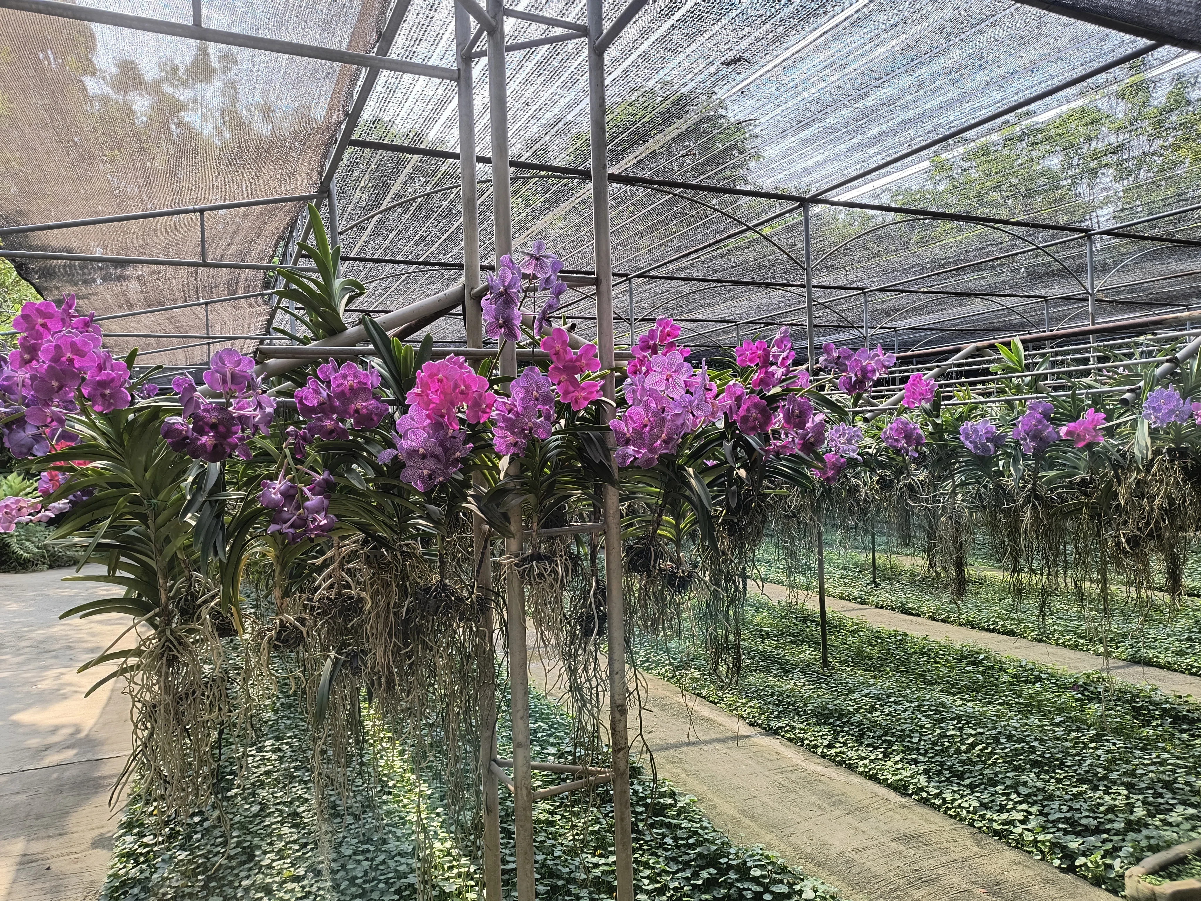 薔薇　バラの花　枯れない薔薇　ゴールドローズ　タイチェンマイ　オーキッドファーム flower-net_z241210007 置物