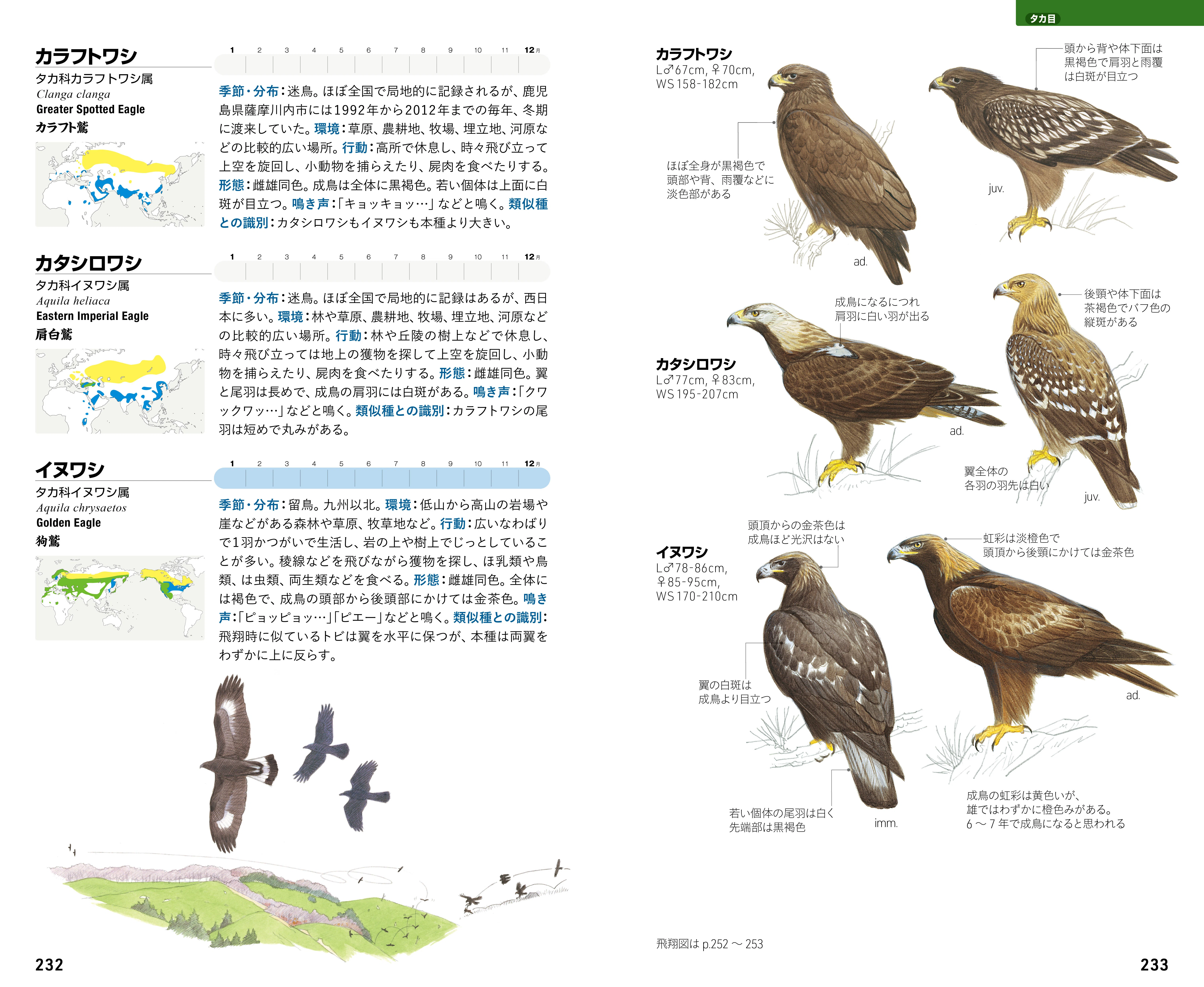 The long-awaited 3rd edition of the 'Field Guide to Wild Birds of
