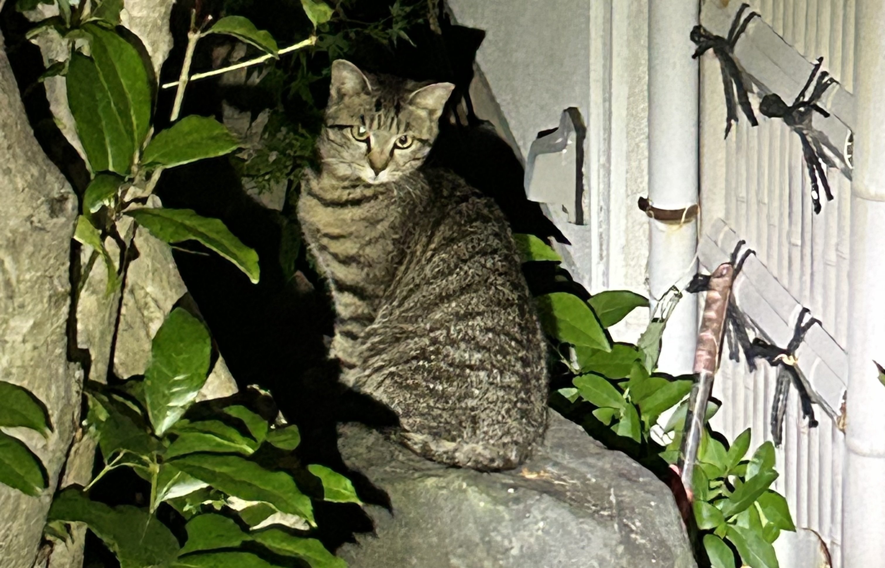 脱走した僕の気持ち【猫目線】｜ペット探偵プライベートアイ