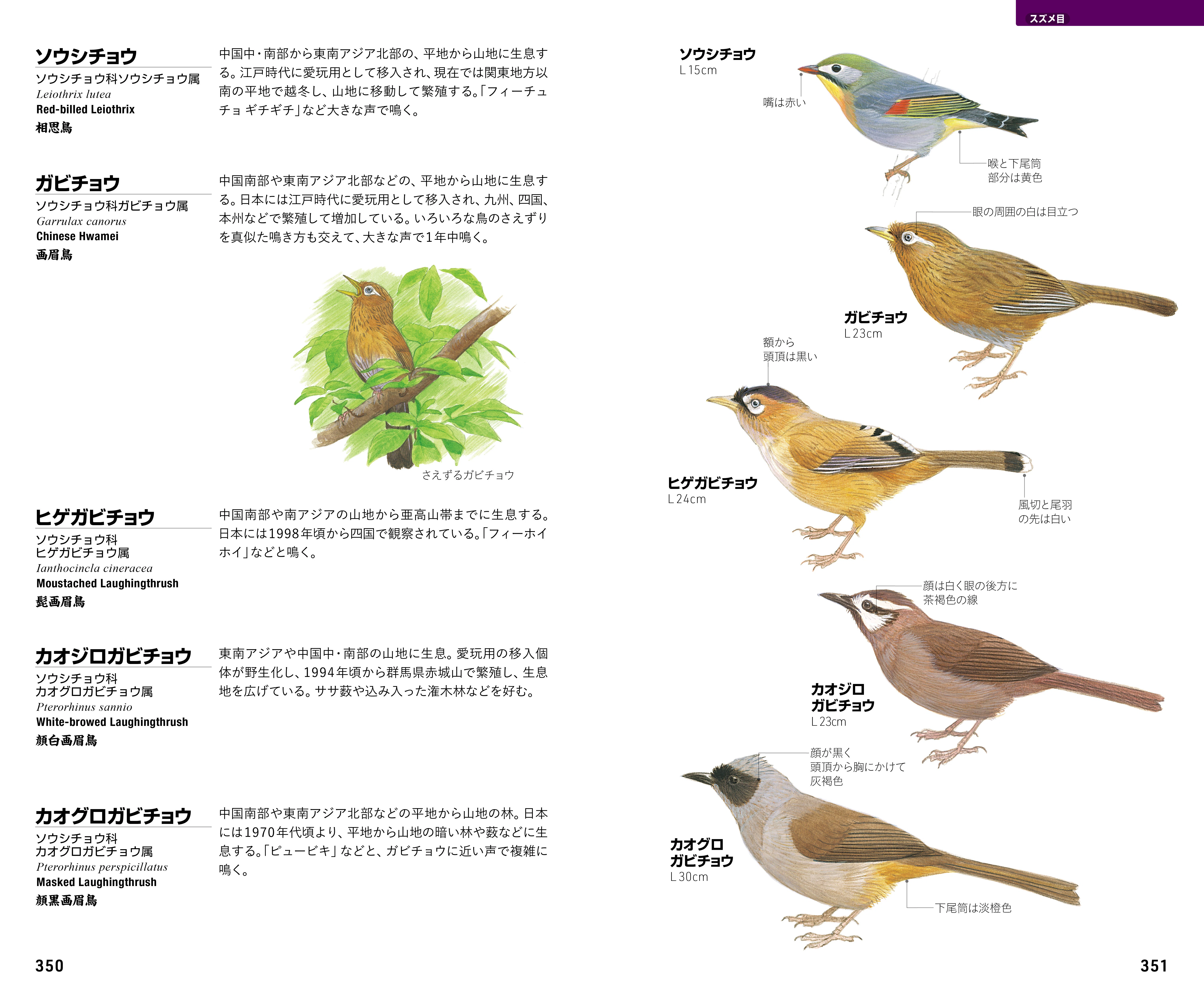 The long-awaited 3rd edition of the 'Field Guide to Wild Birds of