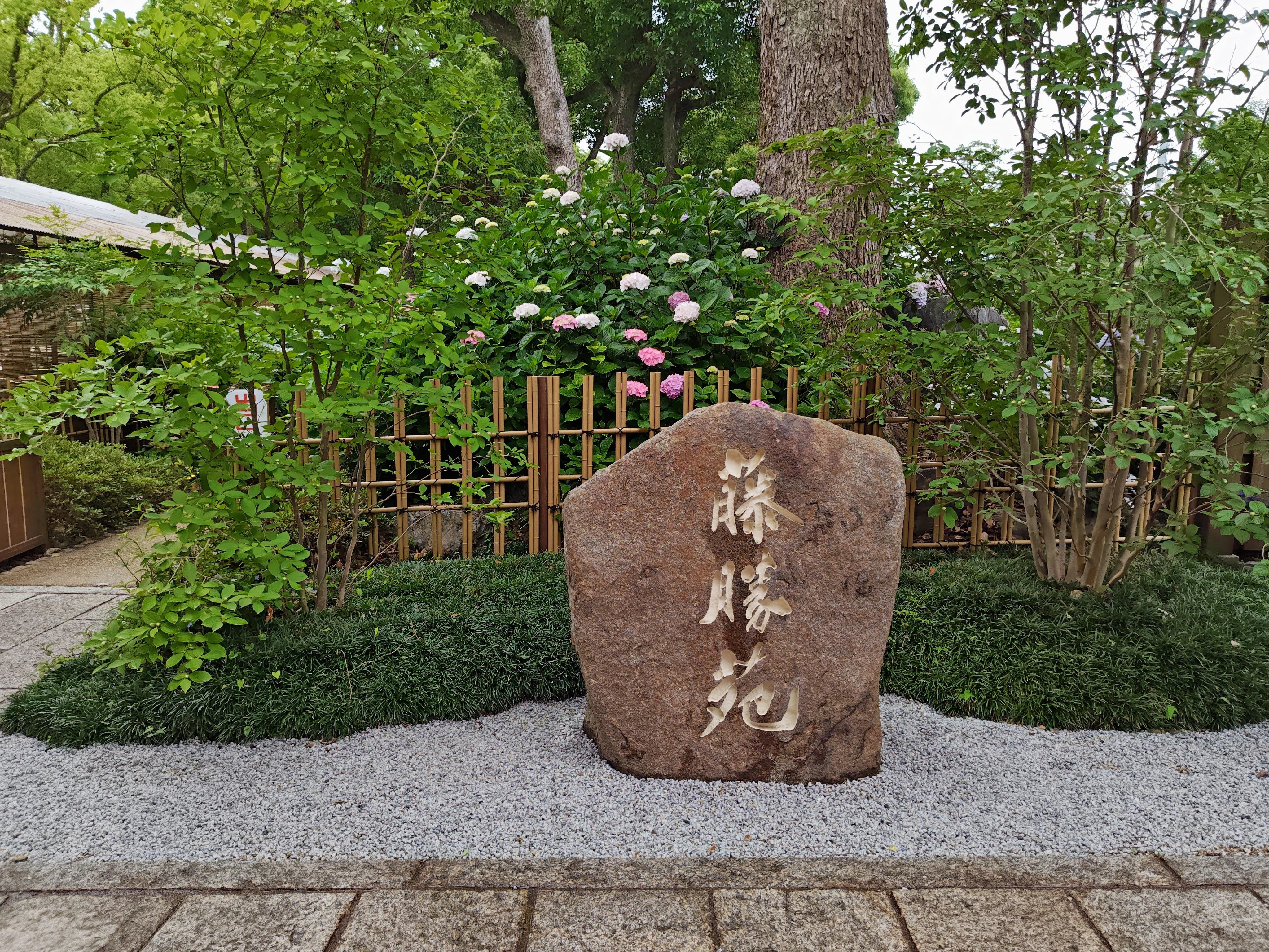洛南「藤森神社」の紫陽花が見ごろです！｜小春