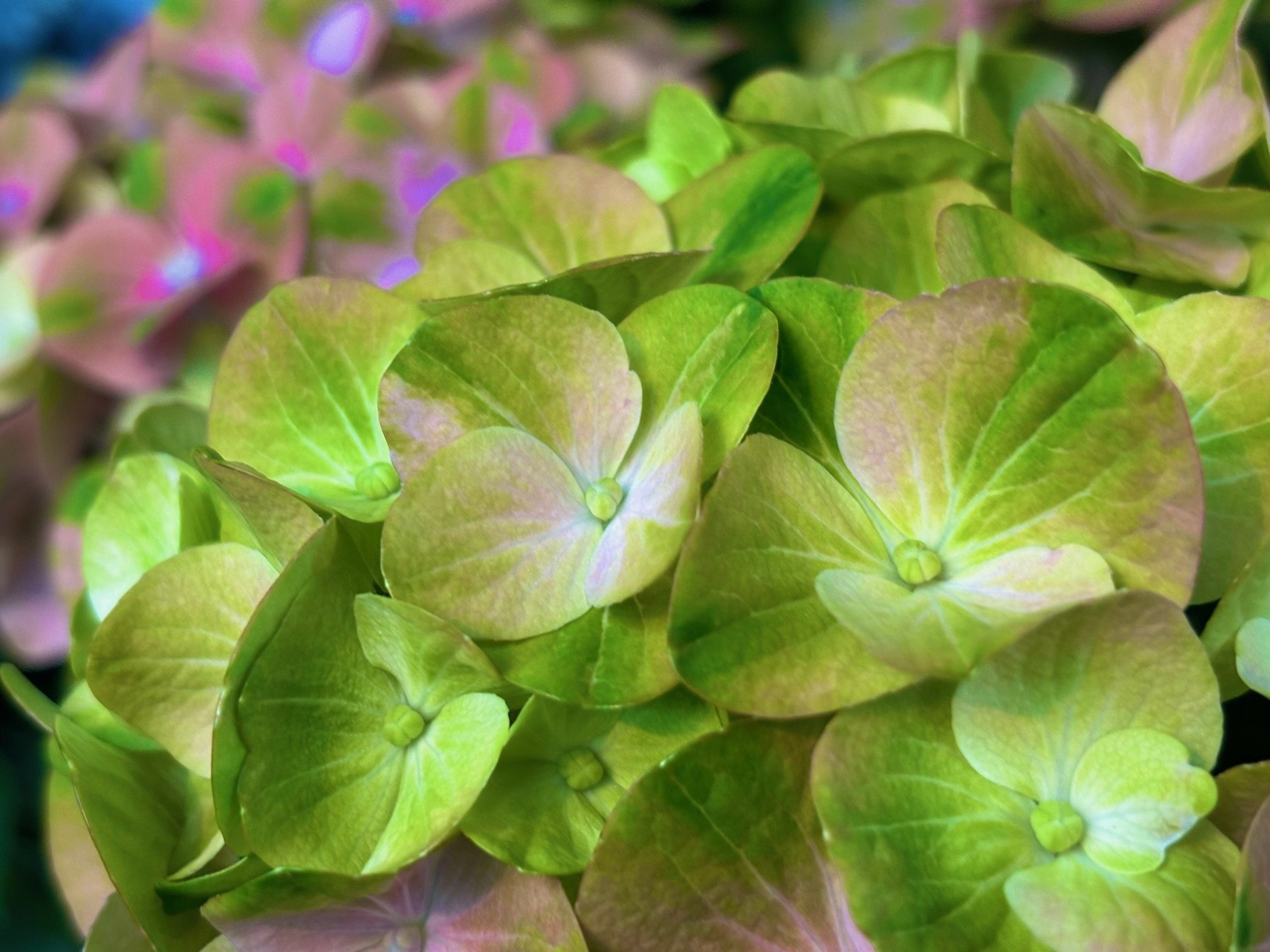 花言葉】紫陽花（Hydrangea）｜璃桜（りおう）＠日常の彩り