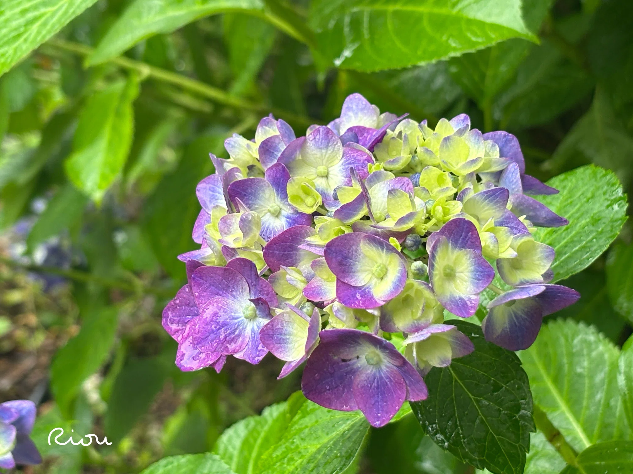 花言葉】紫陽花（Hydrangea）｜璃桜（りおう）＠日常の彩り