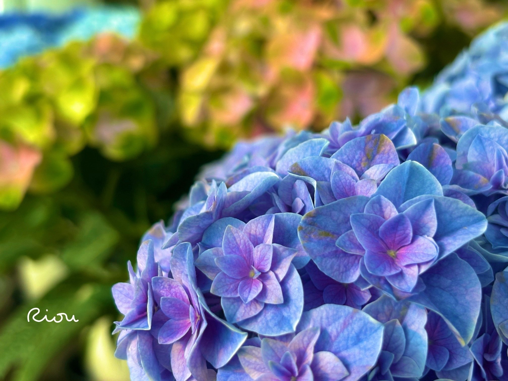 花言葉】紫陽花（Hydrangea）｜璃桜（りおう）＠日常の彩り
