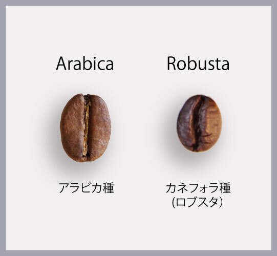 【珈琲手帖｜選ぶ・買う】 豆選び❶〜原種によってどう変わる