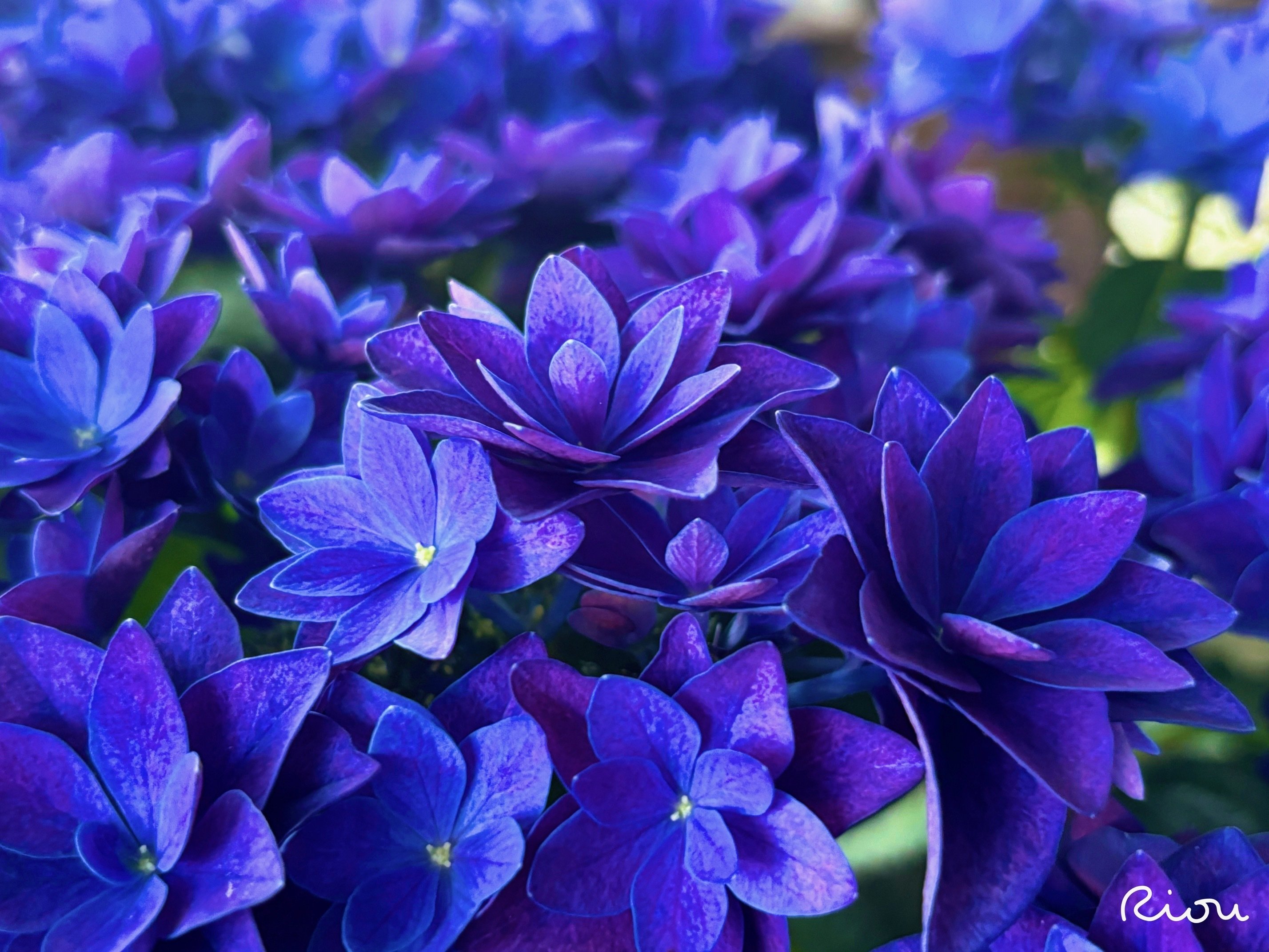 花言葉】紫陽花（Hydrangea）｜璃桜（りおう）＠日常の彩り