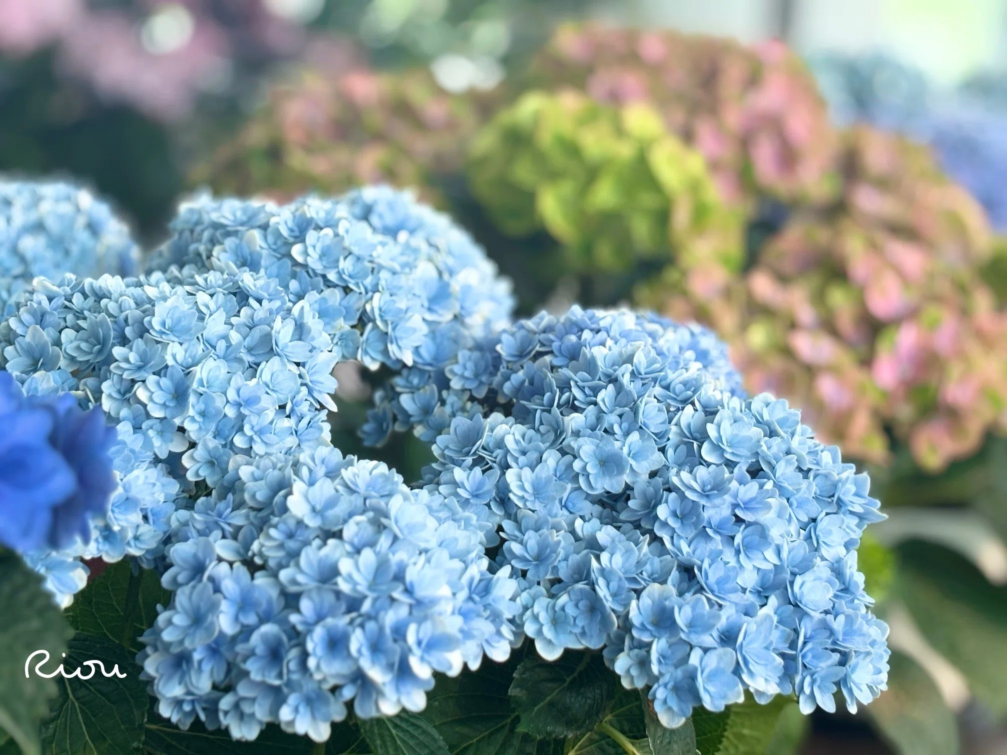 花言葉】紫陽花（Hydrangea）｜璃桜（りおう）＠日常の彩り