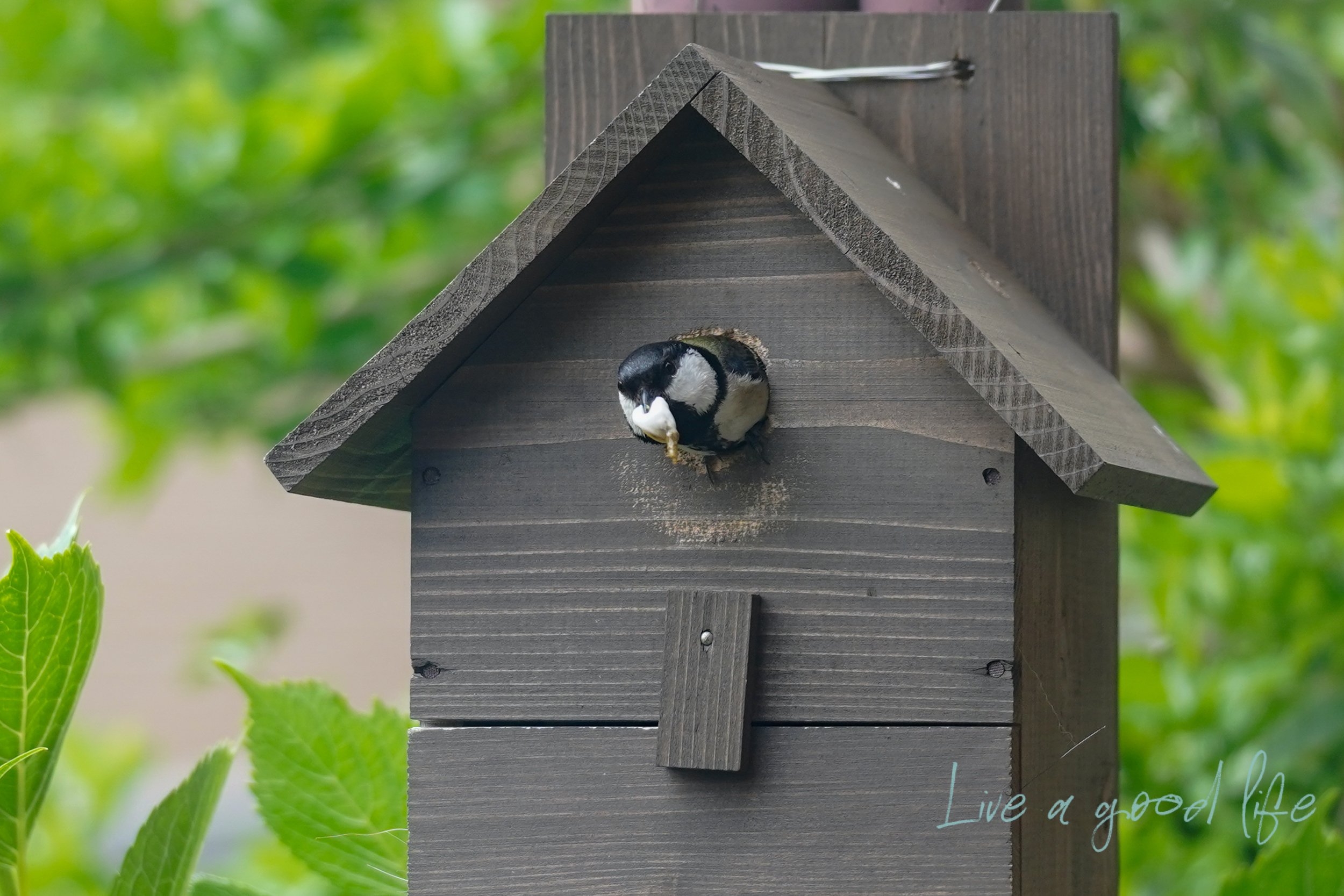 シジュウカラ巣箱速報⑥ #57ー2025年6月23日（月）｜ワンダラーユウコ