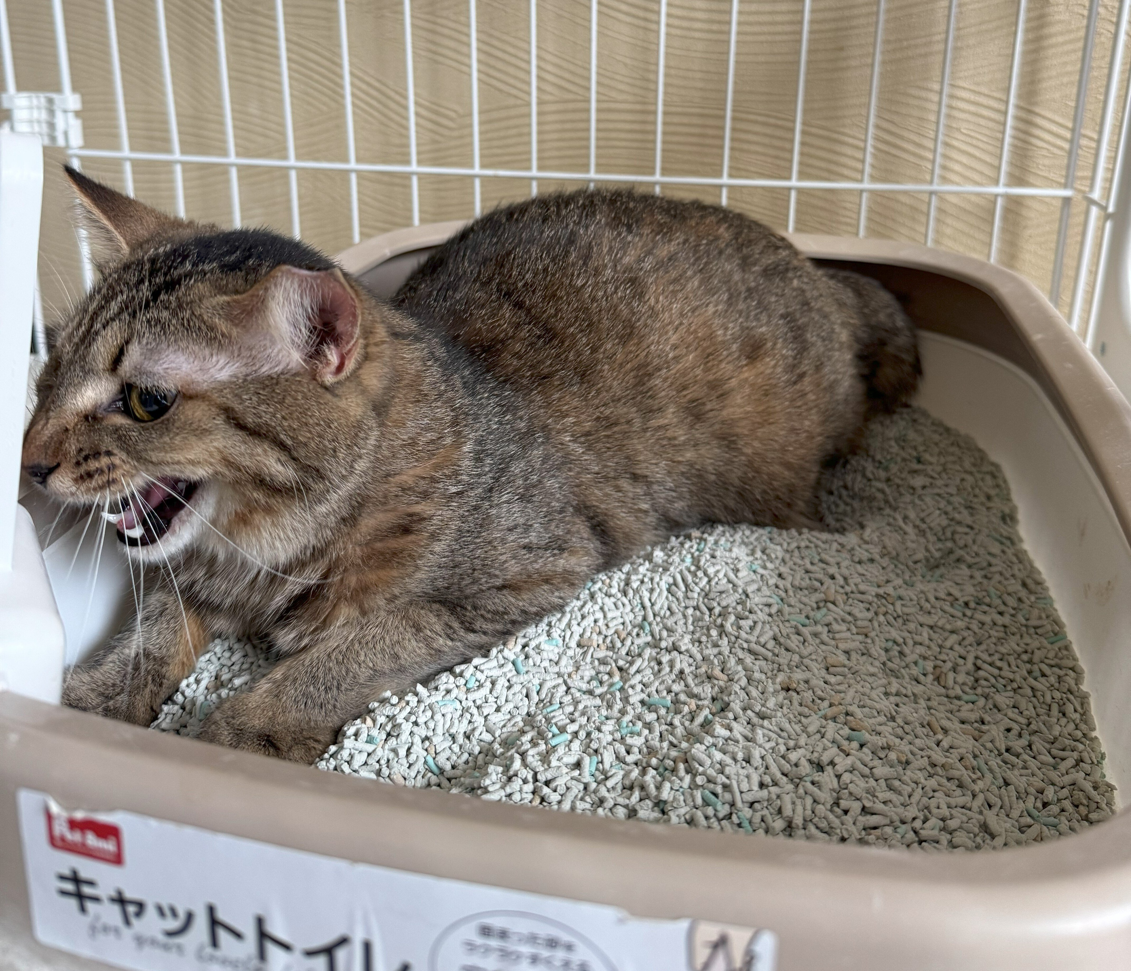 最恐猛猫がついに来襲！洗濯ネットでキャリーに入れる作戦へ【シスポの