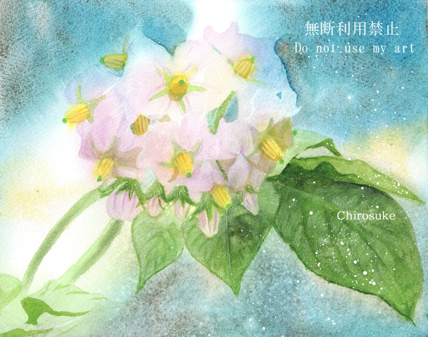 水彩画 ジャガイモの花・ねこ｜ちろ