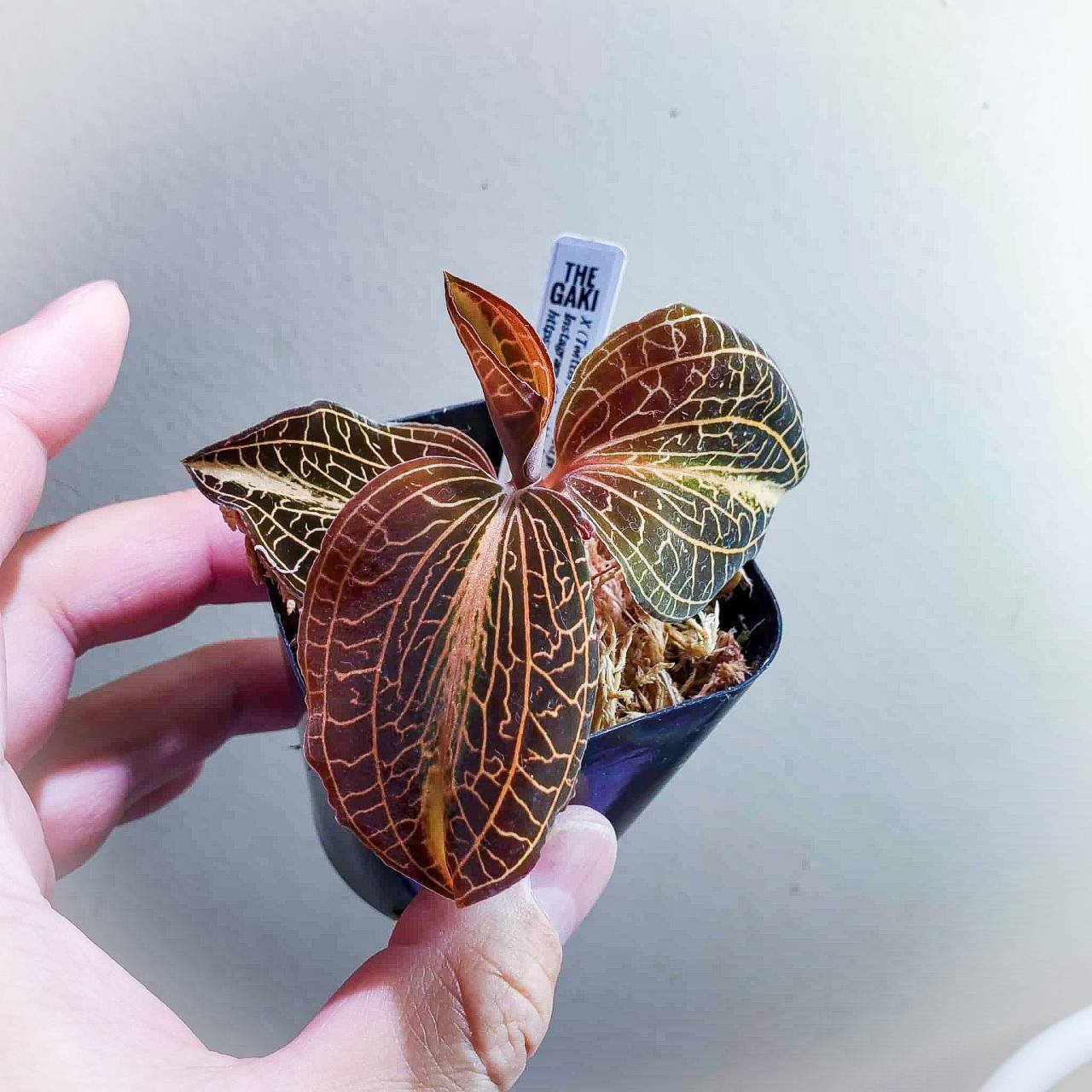 森の宝石 ジュエルオーキッド｜moss paradise3055（モスパラ）