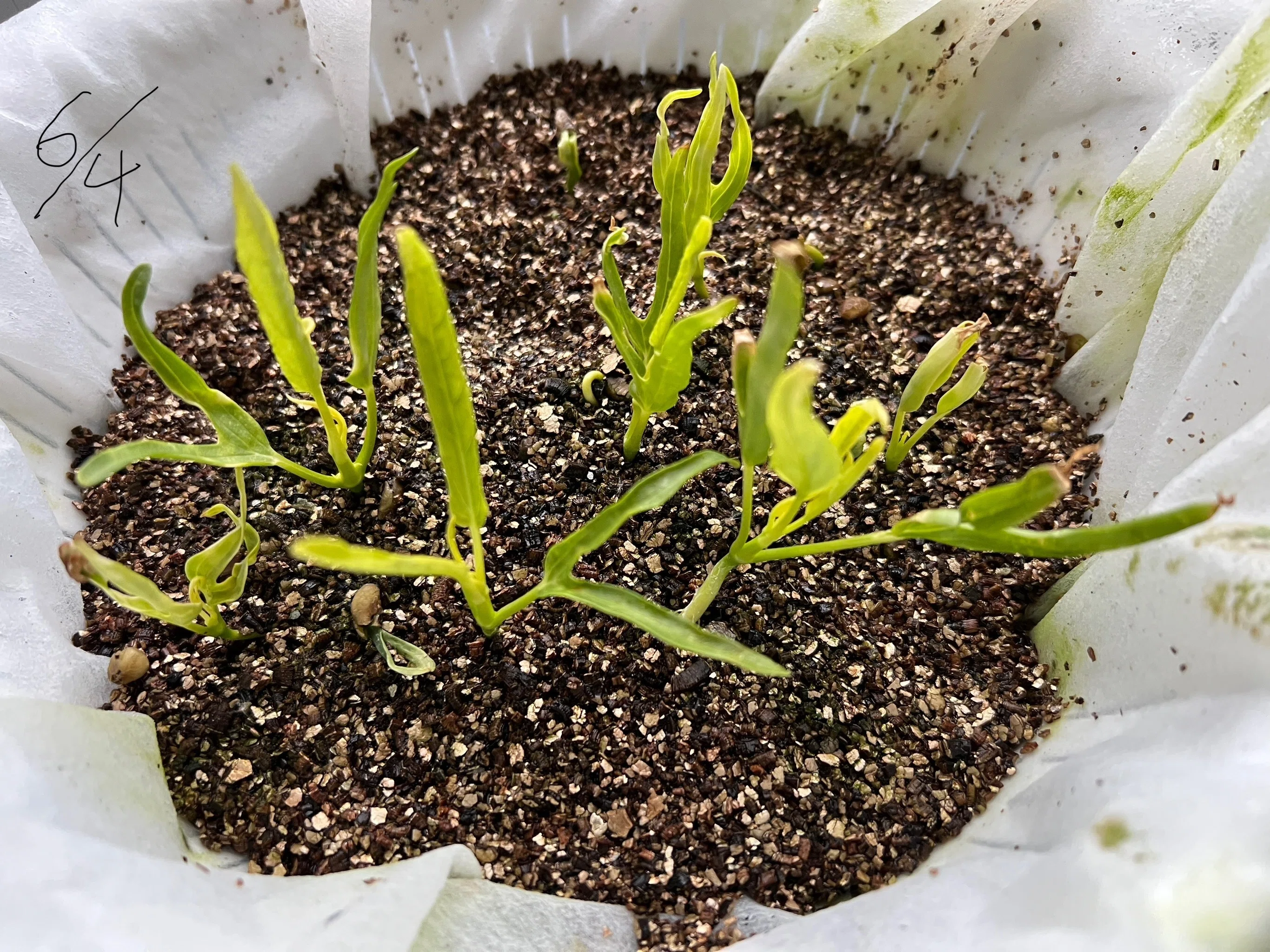 空芯菜育成記録｜5週目】｜雨宵