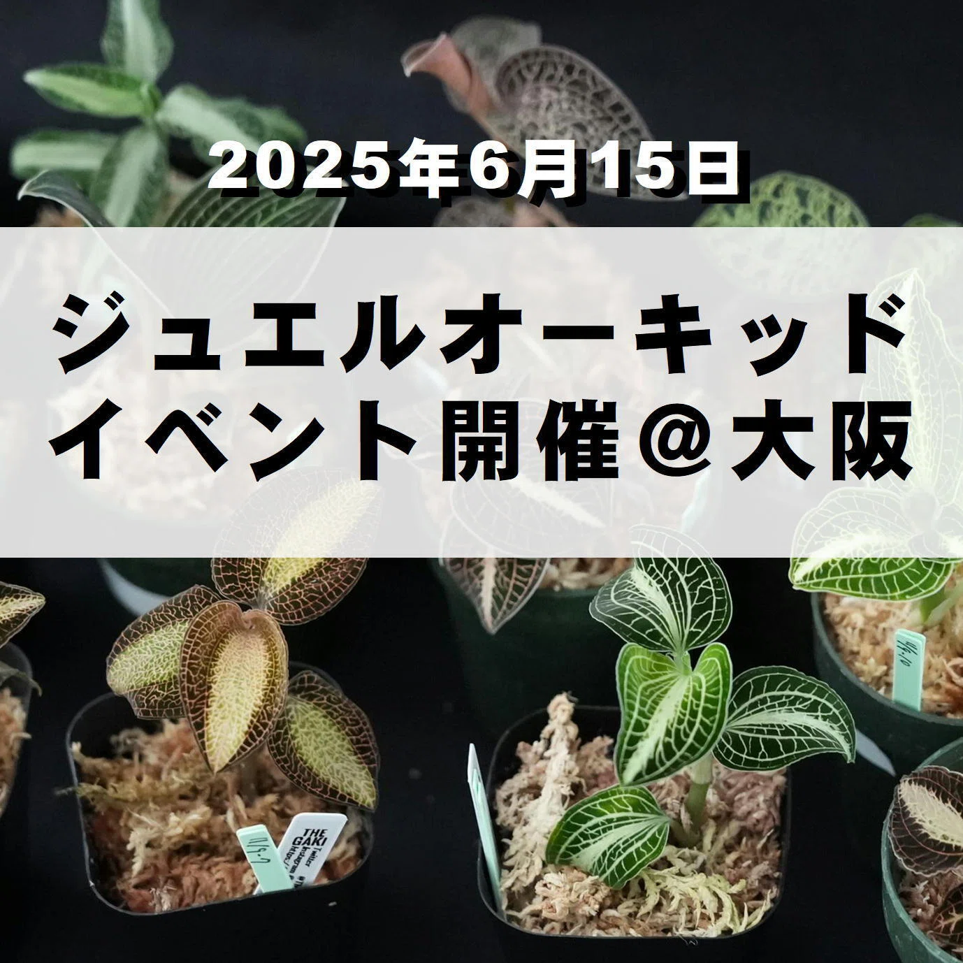 森の宝石 ジュエルオーキッド｜moss paradise3055（モスパラ）