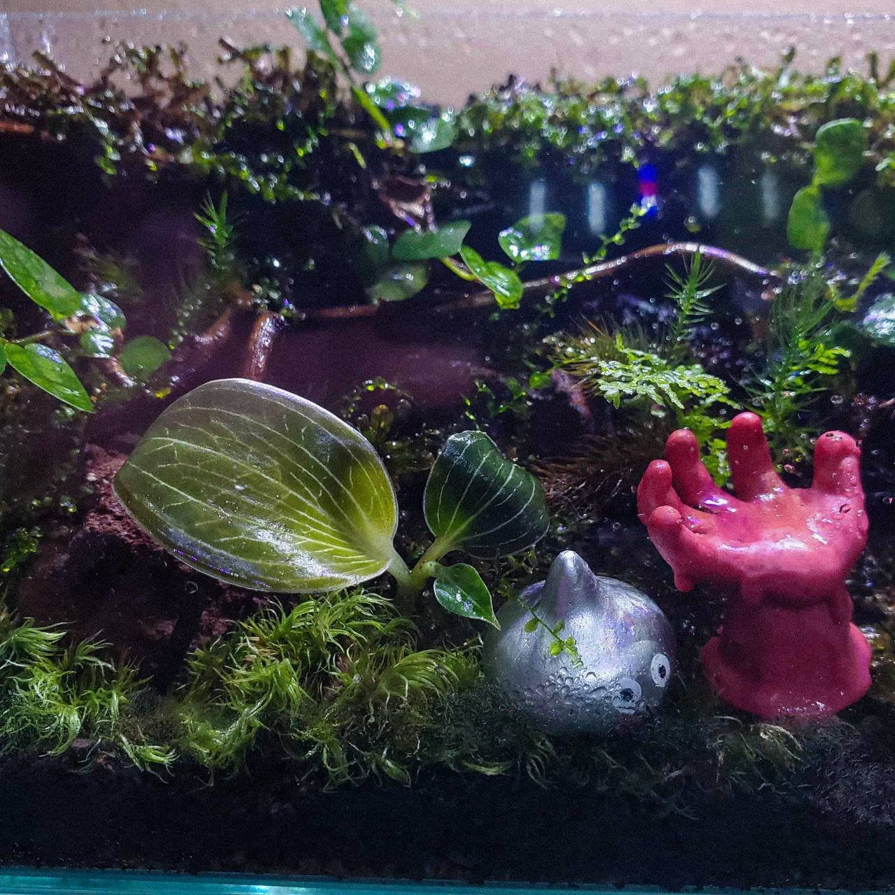 森の宝石 ジュエルオーキッド｜moss paradise3055（モスパラ）