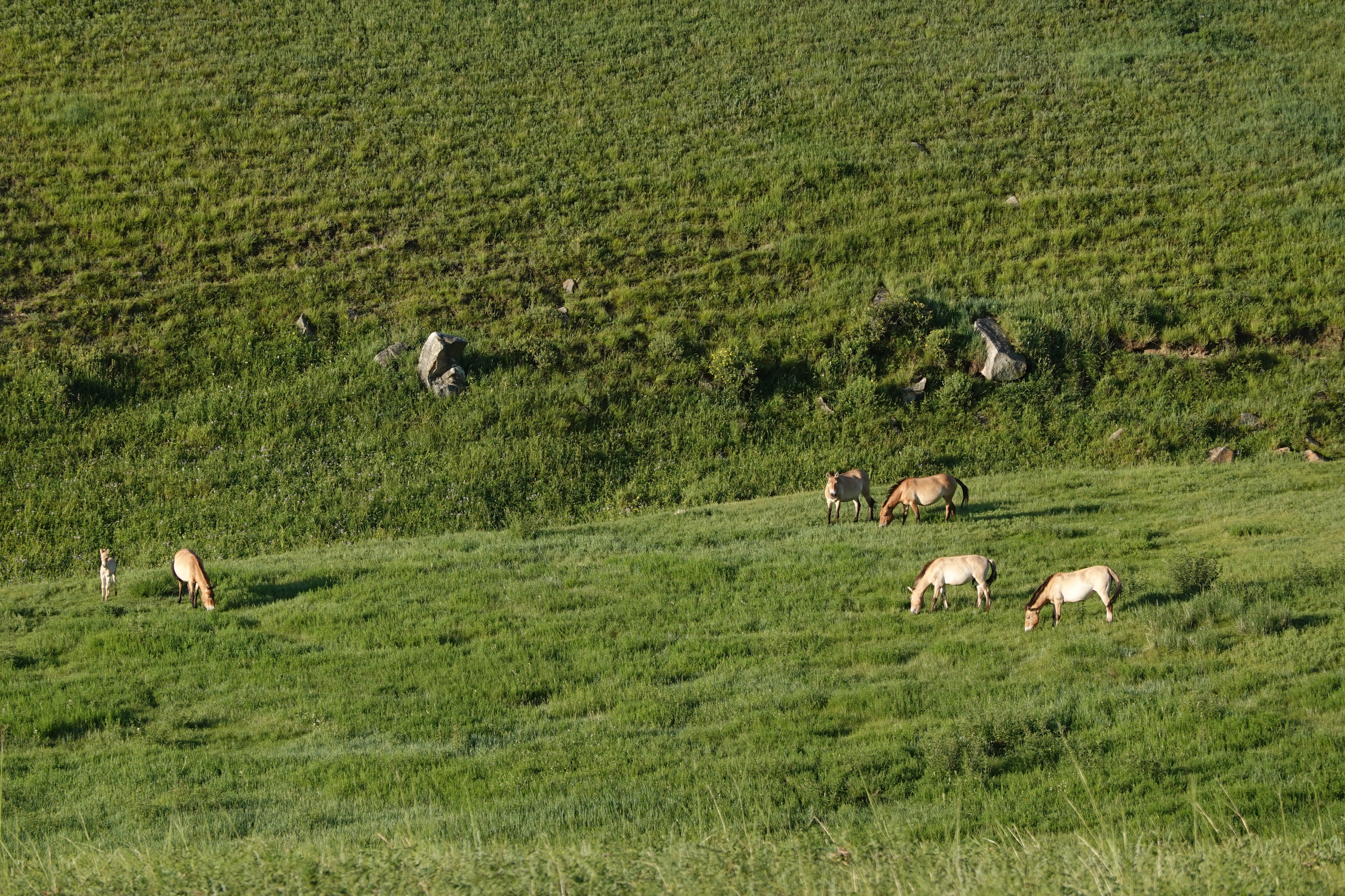 モンゴルの空は果てしなく広かった ⑤｜Que sera sera