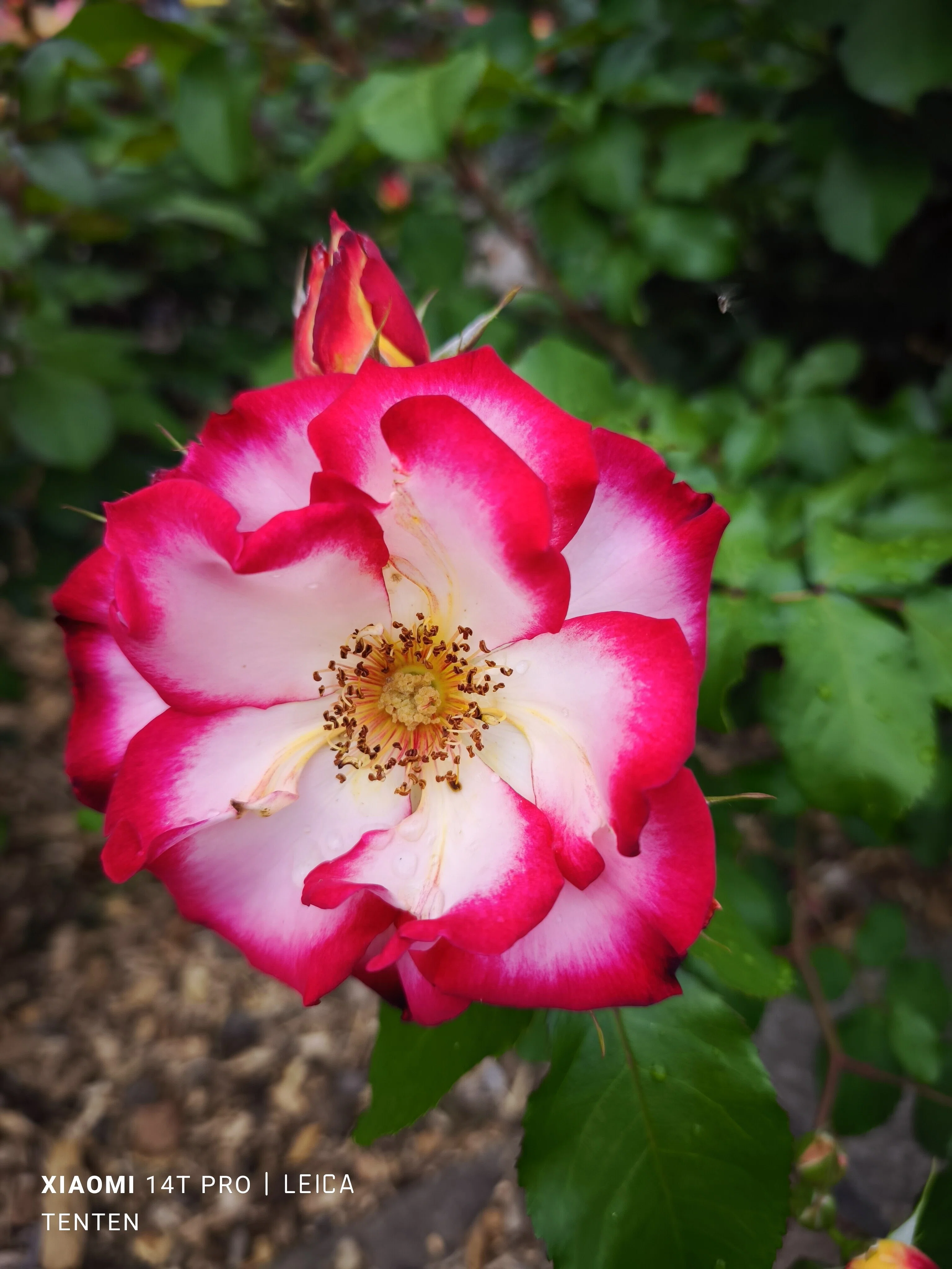 大通公園西12丁目サンクガーデンの薔薇開花！（2025年6月8日