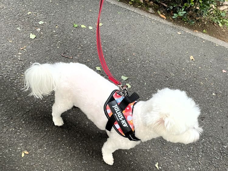 K9 まとめ 愛なのか？自己満足なのか？｜まるパパ