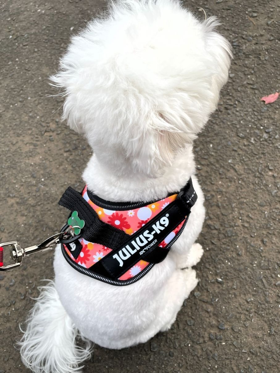 K9 まとめ 愛なのか？自己満足なのか？｜まるパパ