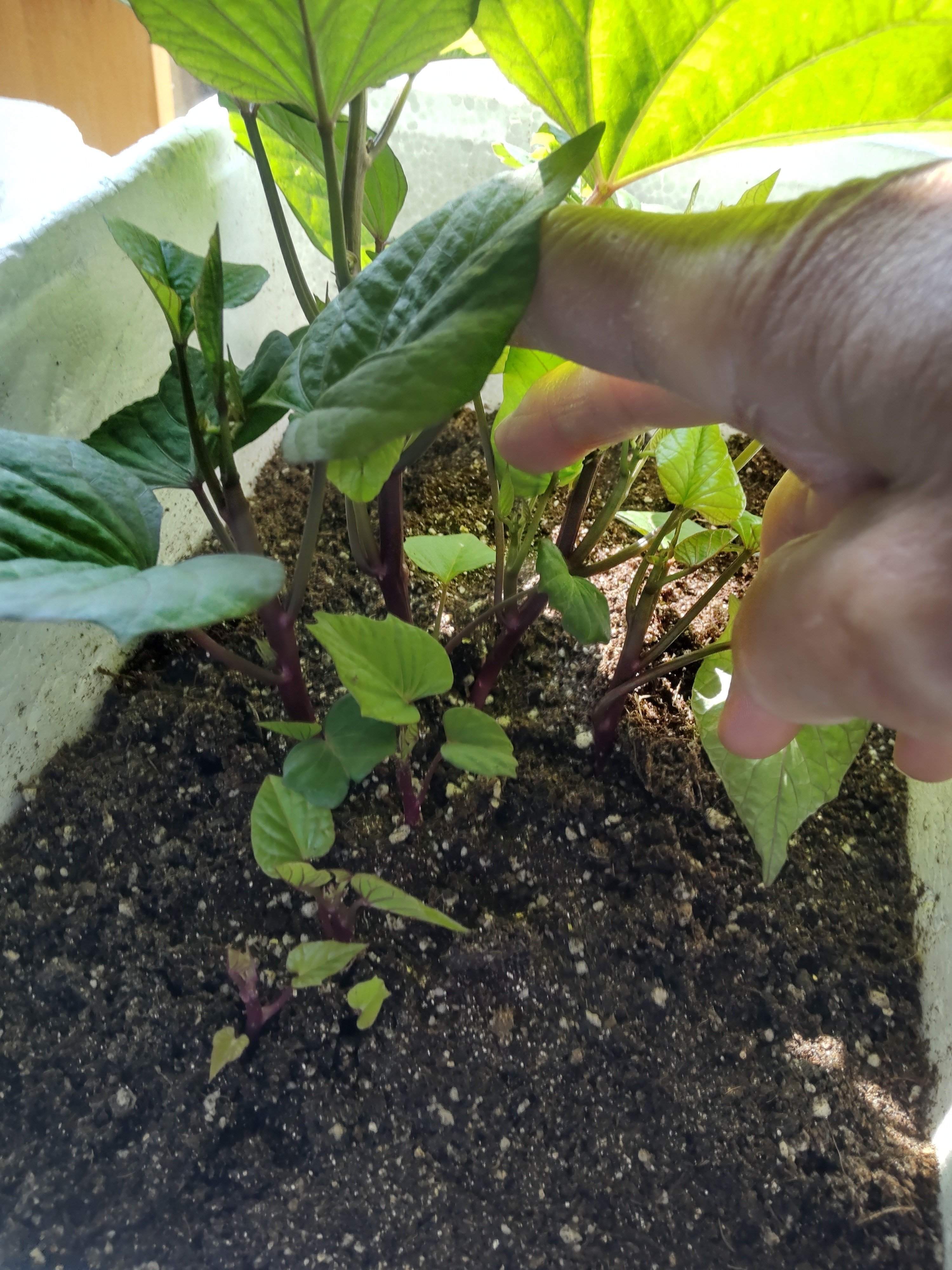芋から自作で干し芋を作ろう プロジェクト続編 3回目｜yamaの