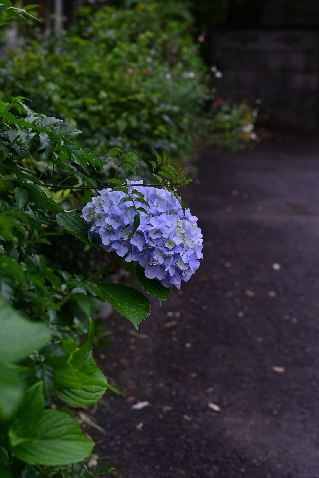 青空に咲く花｜園芸日記byほんわか猫｜みんなの趣味の園芸｜501082