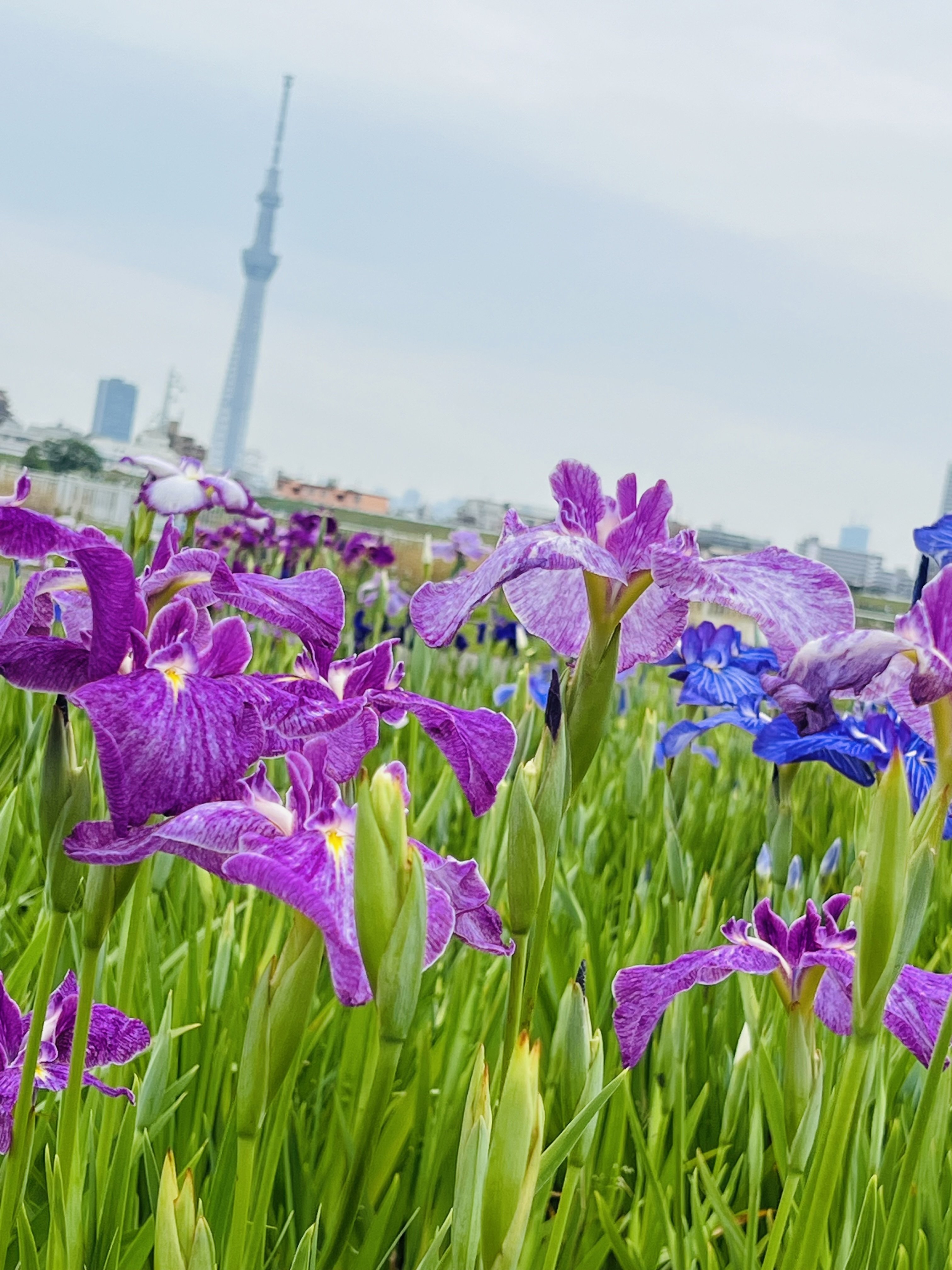 ✼ Kaorin ✼　あみぐるみ 花菖蒲 ヒペリカム 他2種類 花菖蒲巡り 2025｜ミント