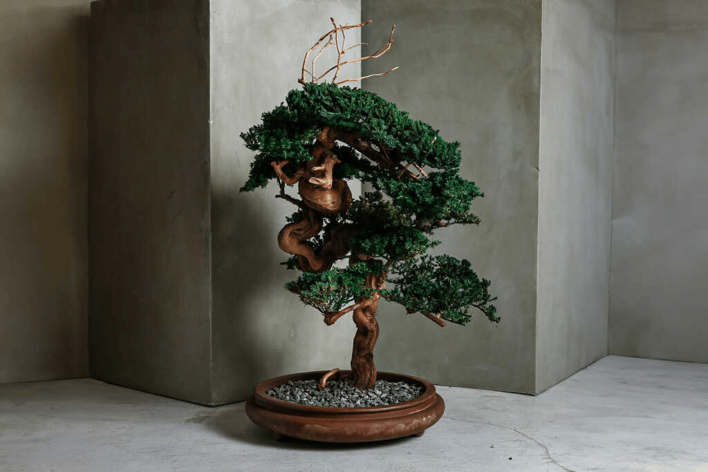 日本文化大全】vol.12 小さな宇宙に世界を凝縮する｜盆栽の哲学｜兼若