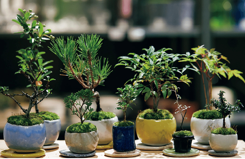 日本文化大全】vol.12 小さな宇宙に世界を凝縮する｜盆栽の哲学｜兼若