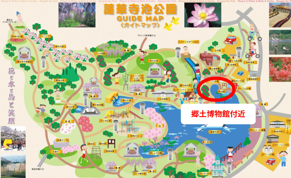 蓮華寺池公園 花だより ～スイレン～｜静岡県藤枝市 花と緑の課