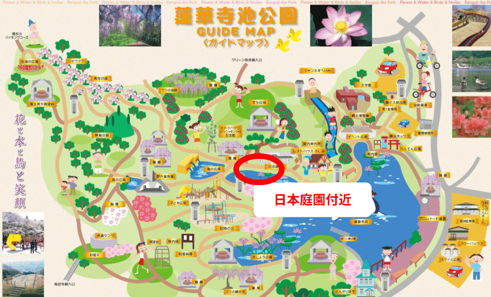 蓮華寺池公園 花だより ～スイレン～｜静岡県藤枝市 花と緑の課