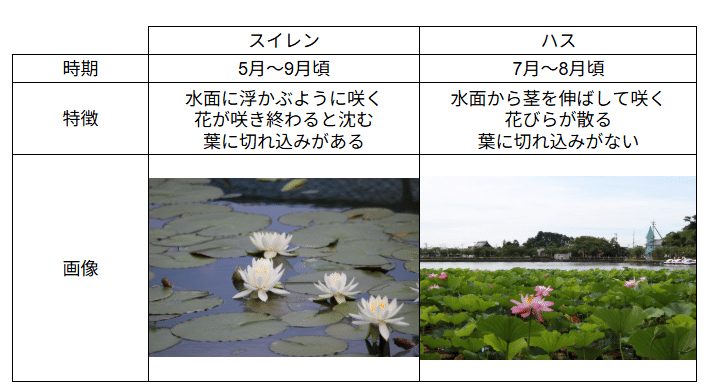 蓮華寺池公園 花だより ～スイレン～｜静岡県藤枝市 花と緑の課