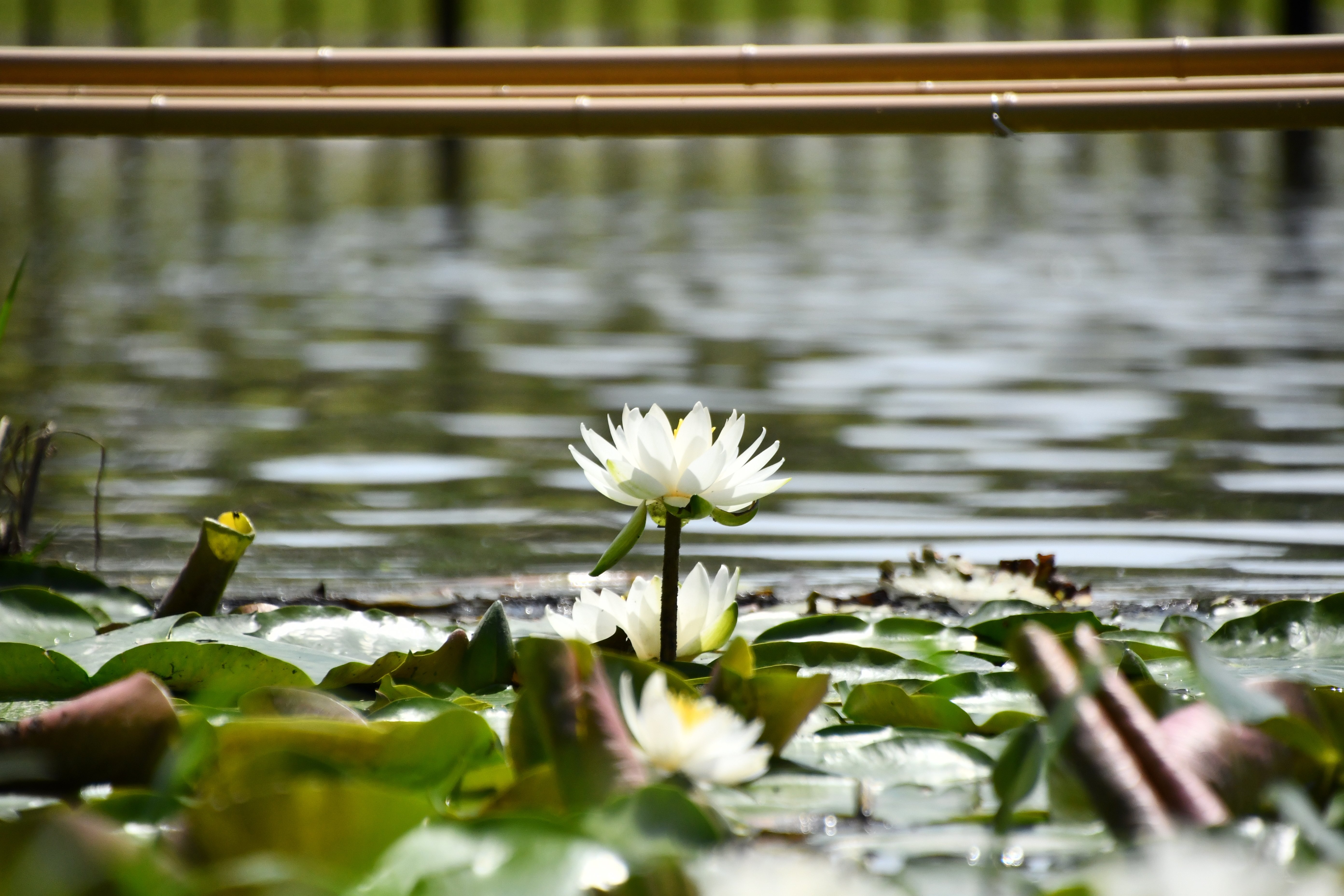 スイレンsr 美品(即日発送) 水面華やかに彩る 星ヶ丘公園に色とりどりの“スイレンの花”（高知・三