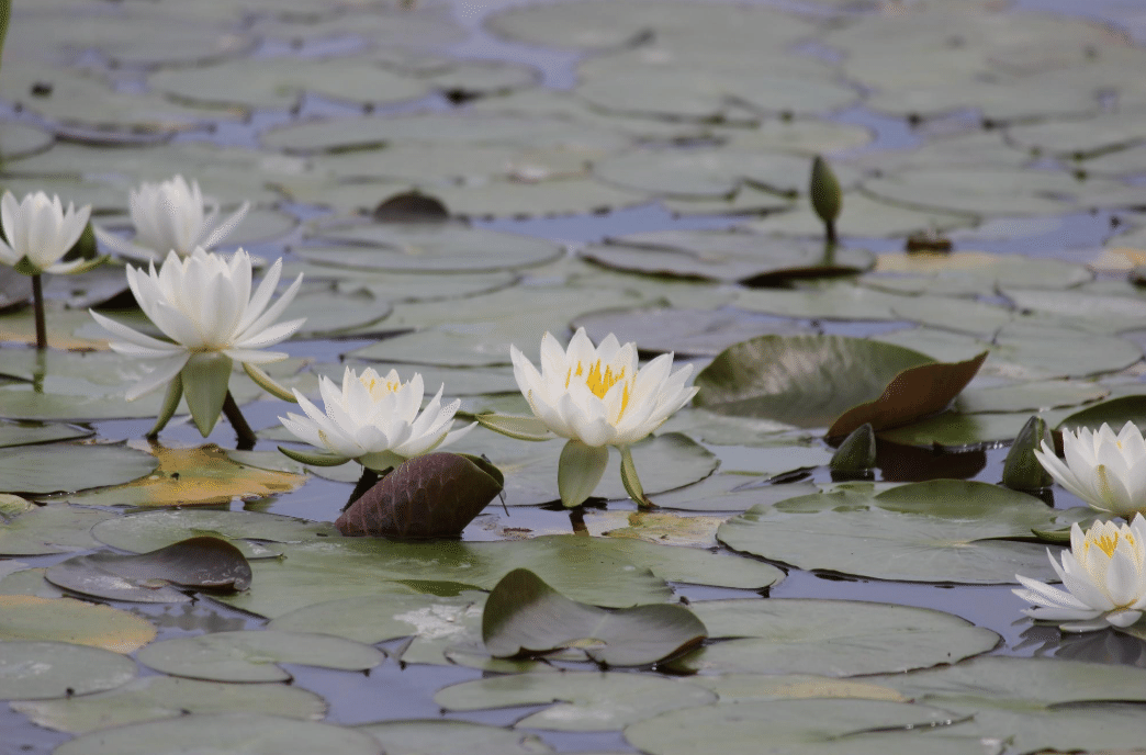 蓮華寺池公園 花だより ～スイレン～｜静岡県藤枝市 花と緑の課