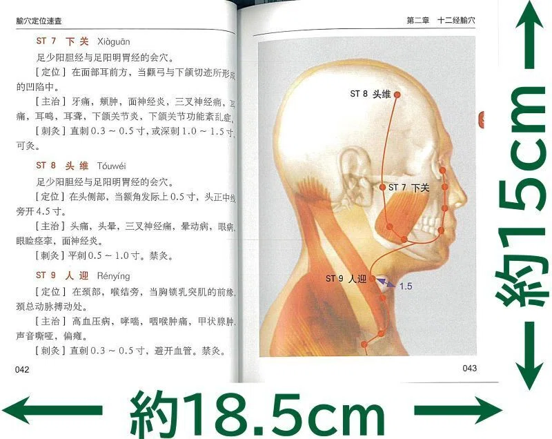 画像で比較】鍼灸・推拿に役立つ経穴取穴本おすすめ21選｜在庫あり49冊