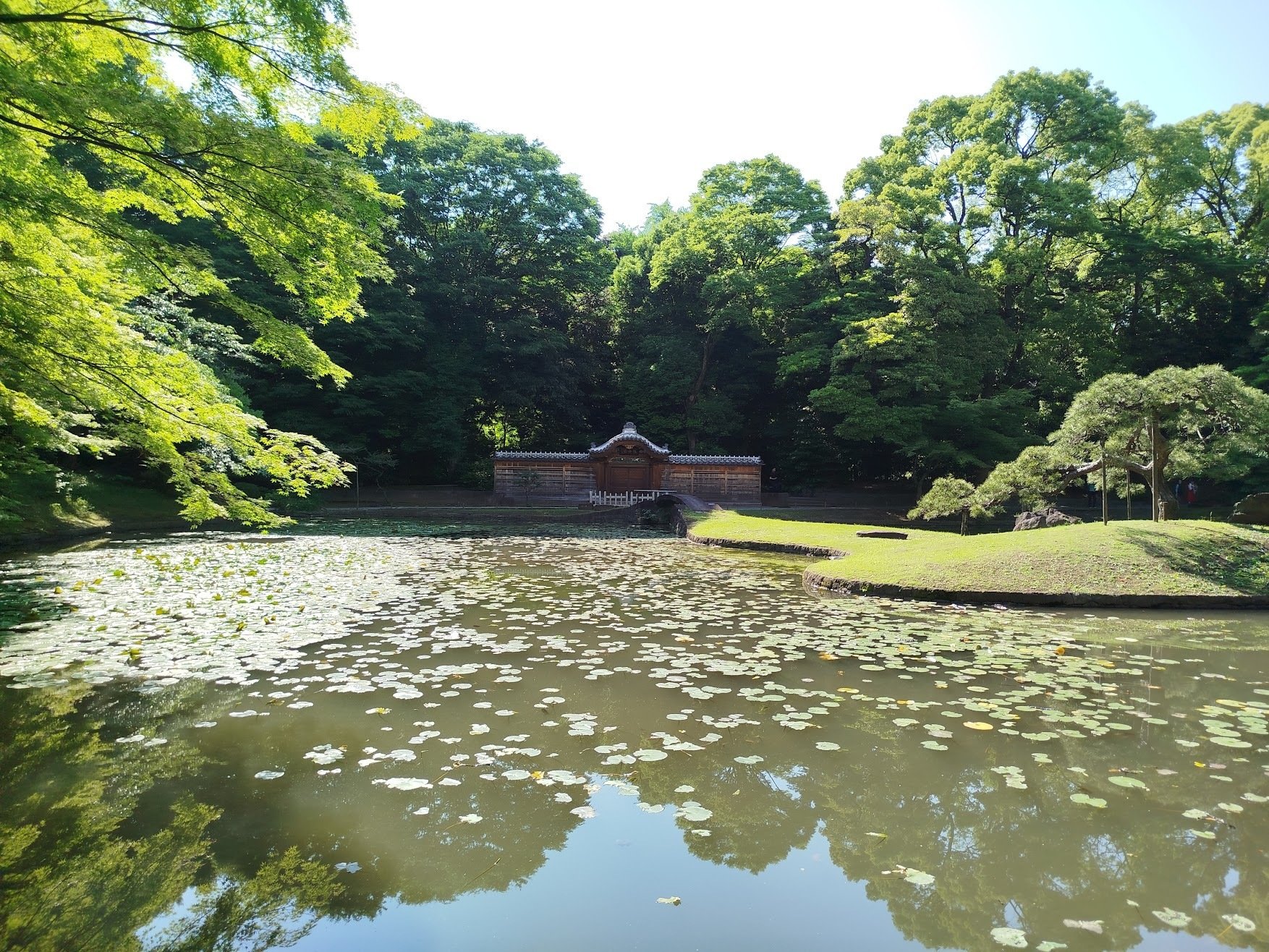 いづれあやめか、かきつばた。 あれ、花菖蒲は？ ＠ 東京 It's