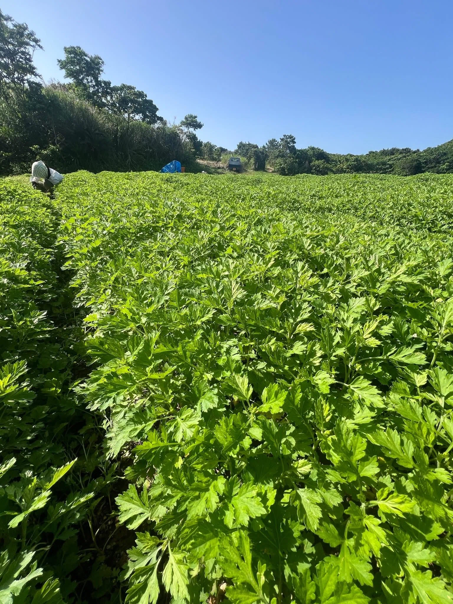 国産よもぎが原料不足。そして私はマンゴーからヨモギ農家に全振りした