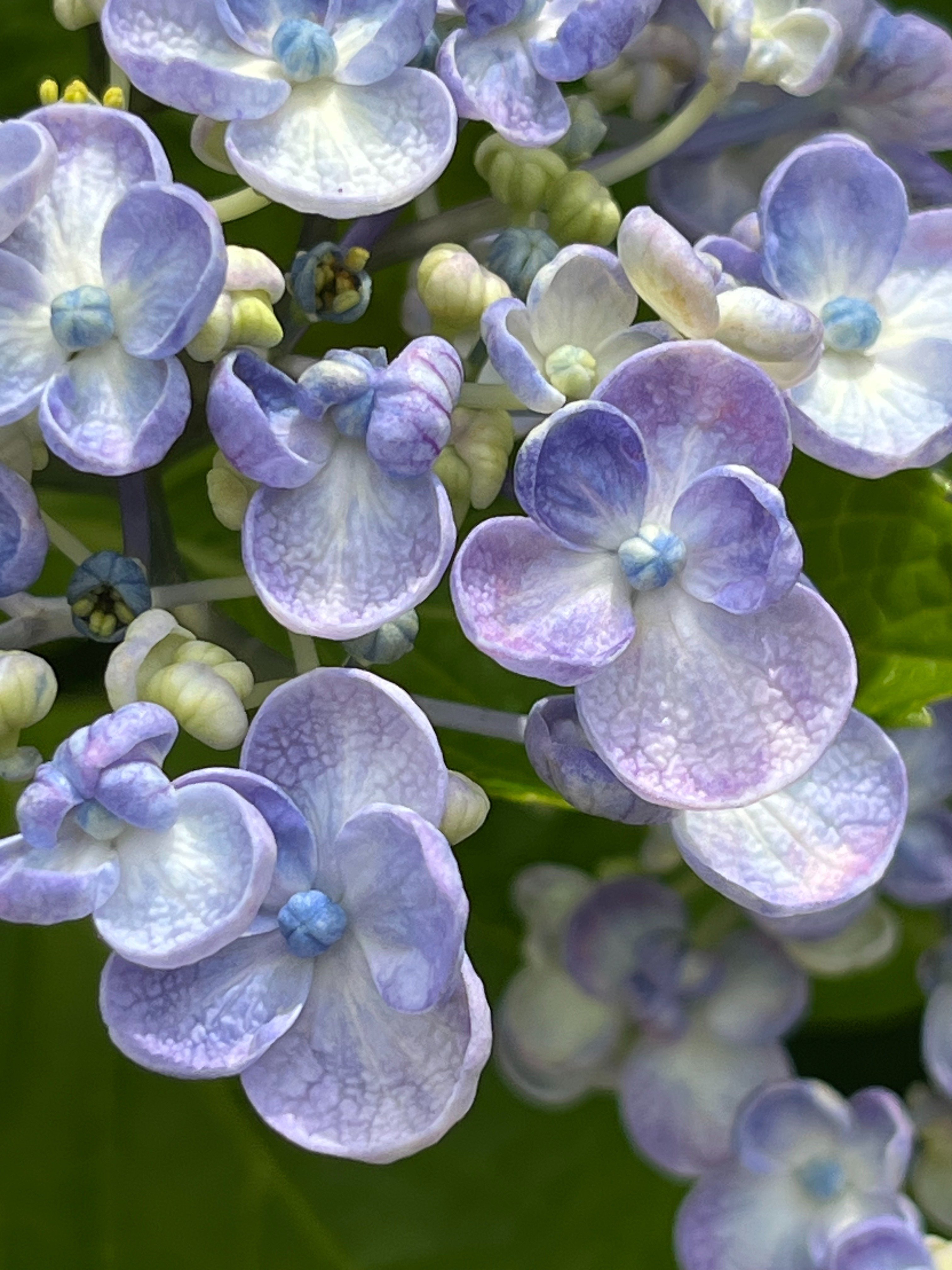 おはようございます紫陽花は私達の目👀を楽しませてくれますね
