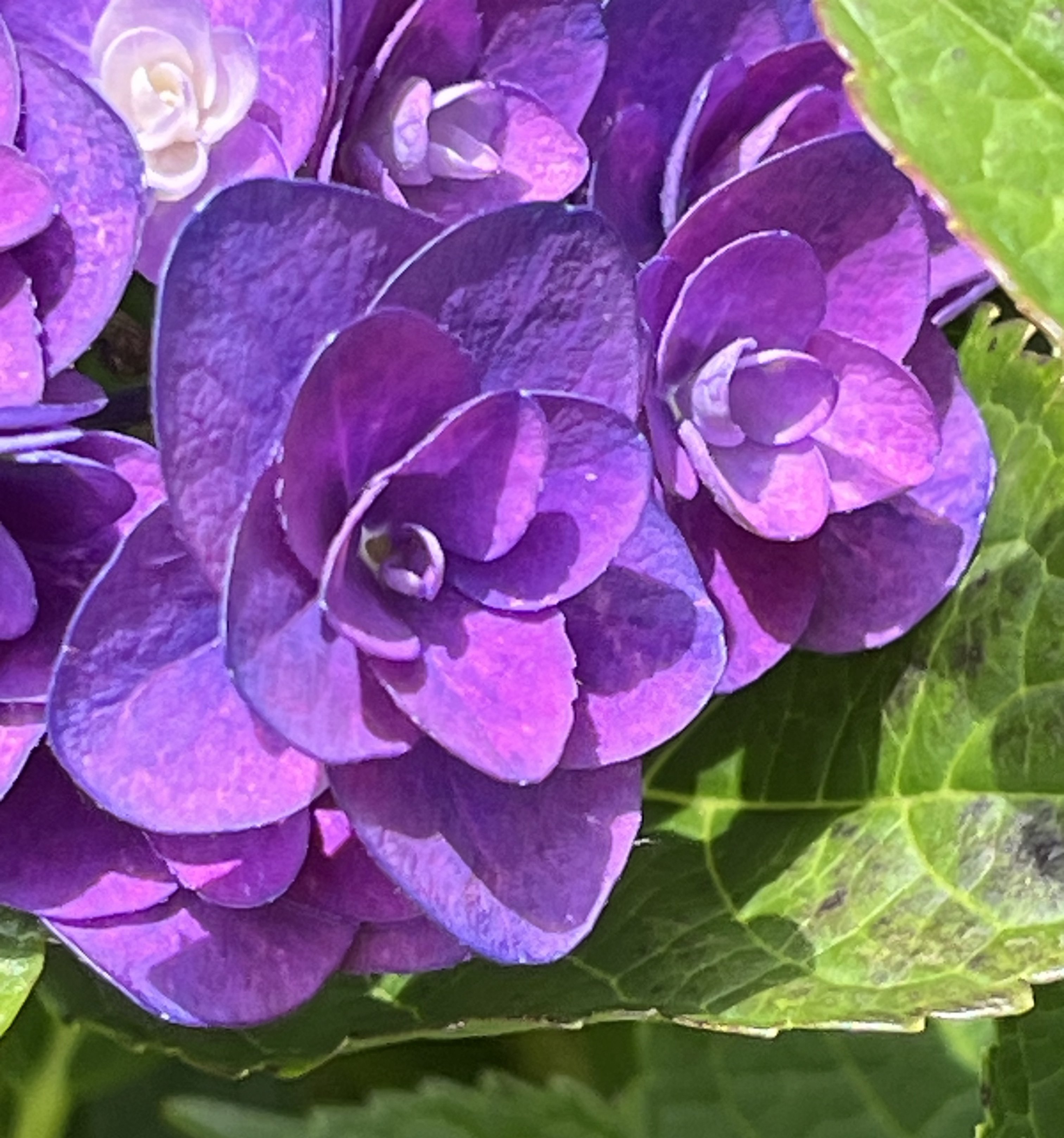ヤトッチ　紫陽花の花びら 紫陽花コレクション｜わっちゃん