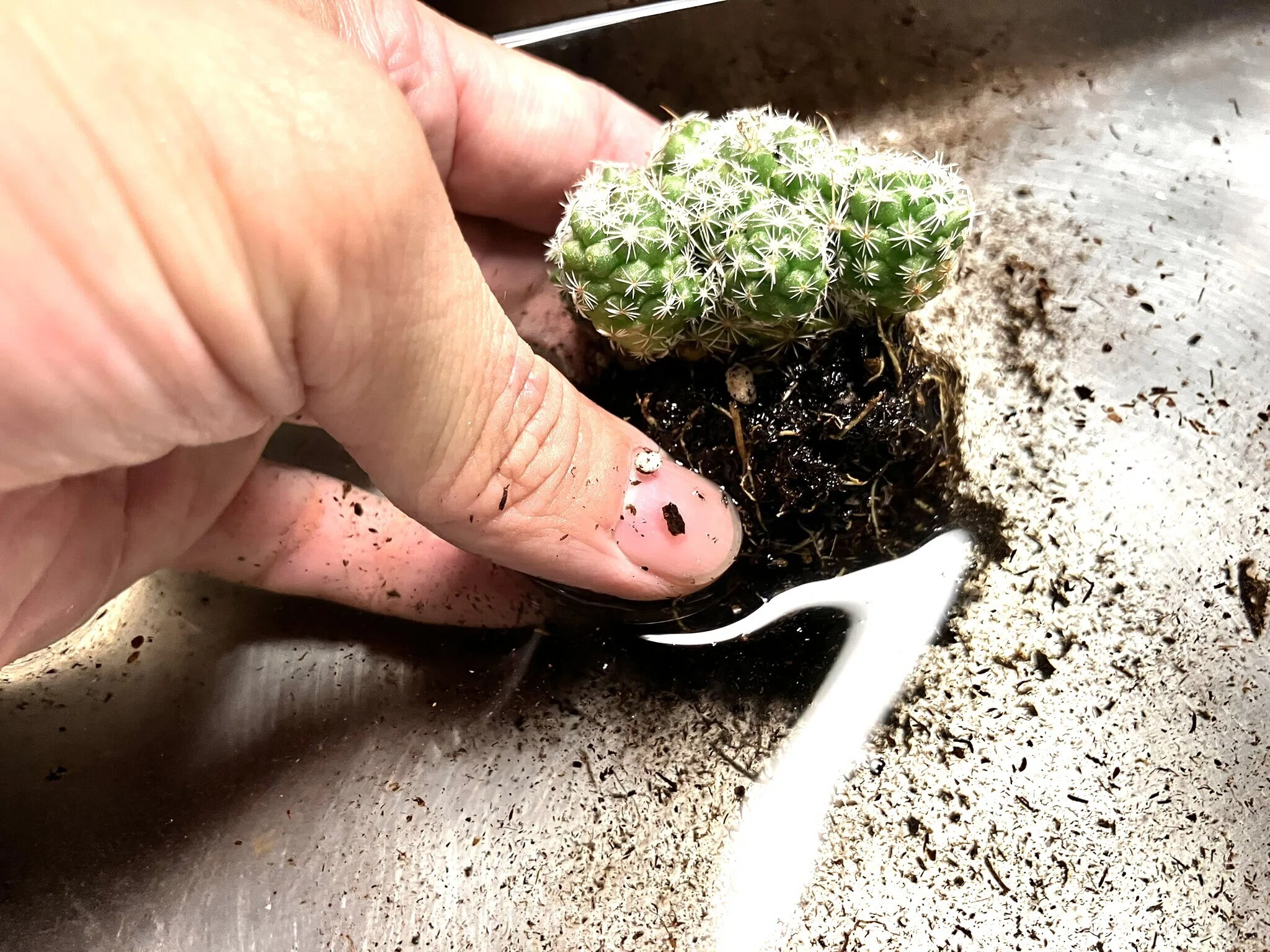 銀手毬（ぎんてまり）🌵を「食器からできた土」に植えてみた