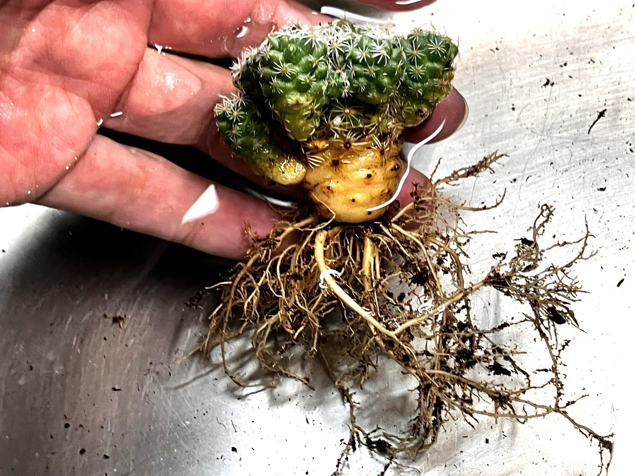 銀手毬（ぎんてまり）🌵を「食器からできた土」に植えてみた