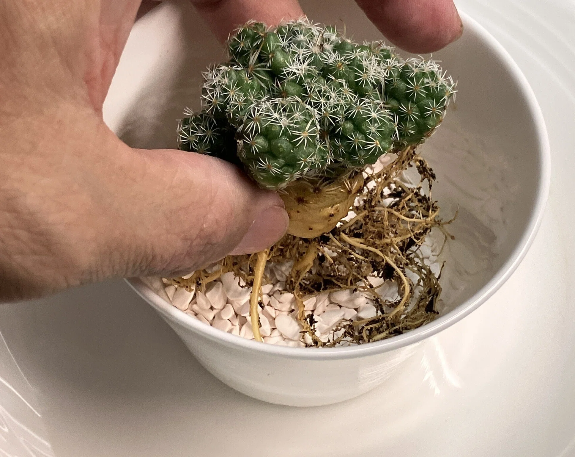銀手毬（ぎんてまり）🌵を「食器からできた土」に植えてみた