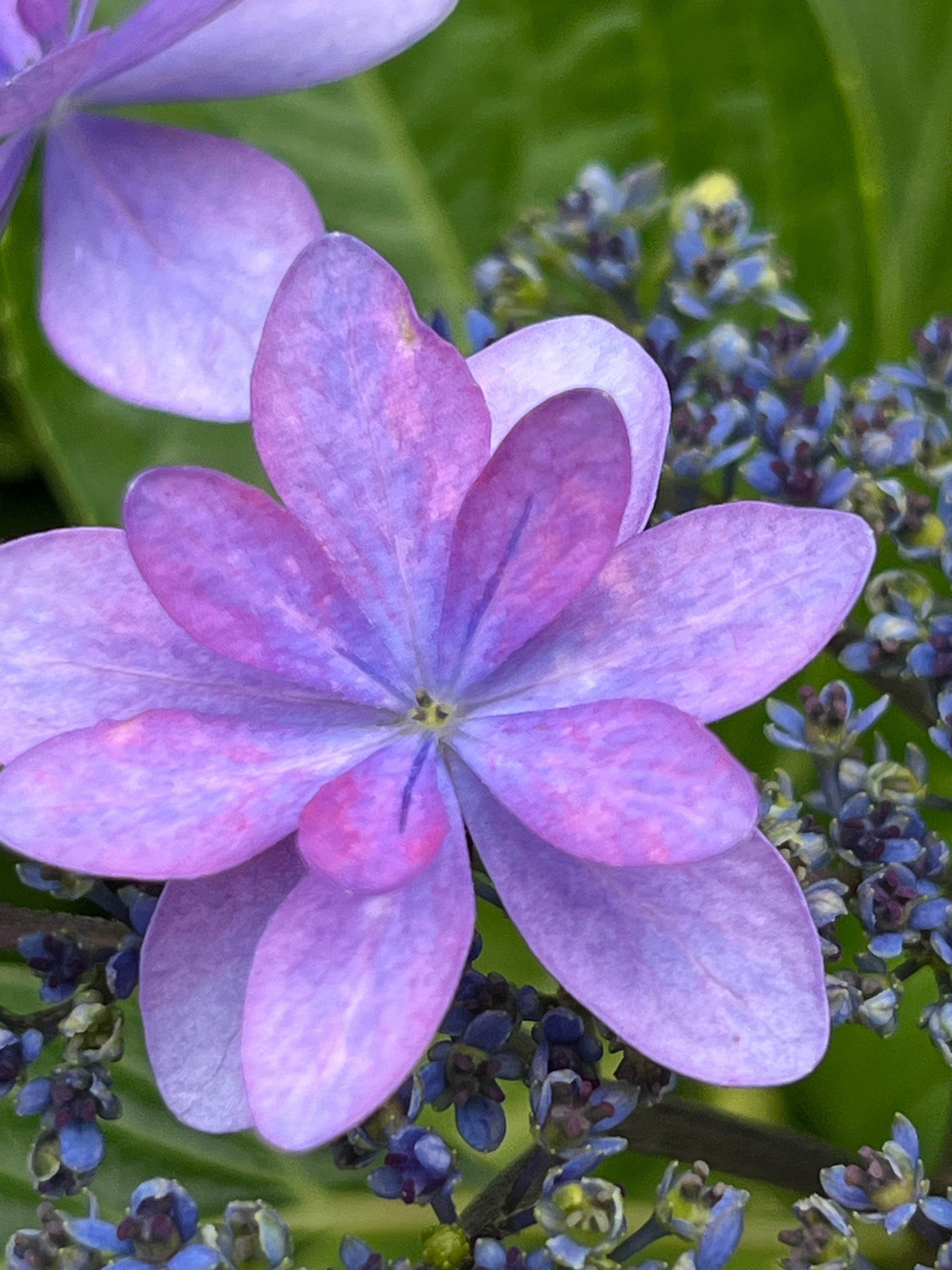 ルナママ　希少　特大　紫陽花　アジサイ　寿　ブルー　ピンク　ミックス　8号 楽天市場】【母の日 珍しい 花ギフト】 花 花鉢 鉢花 毎年咲く