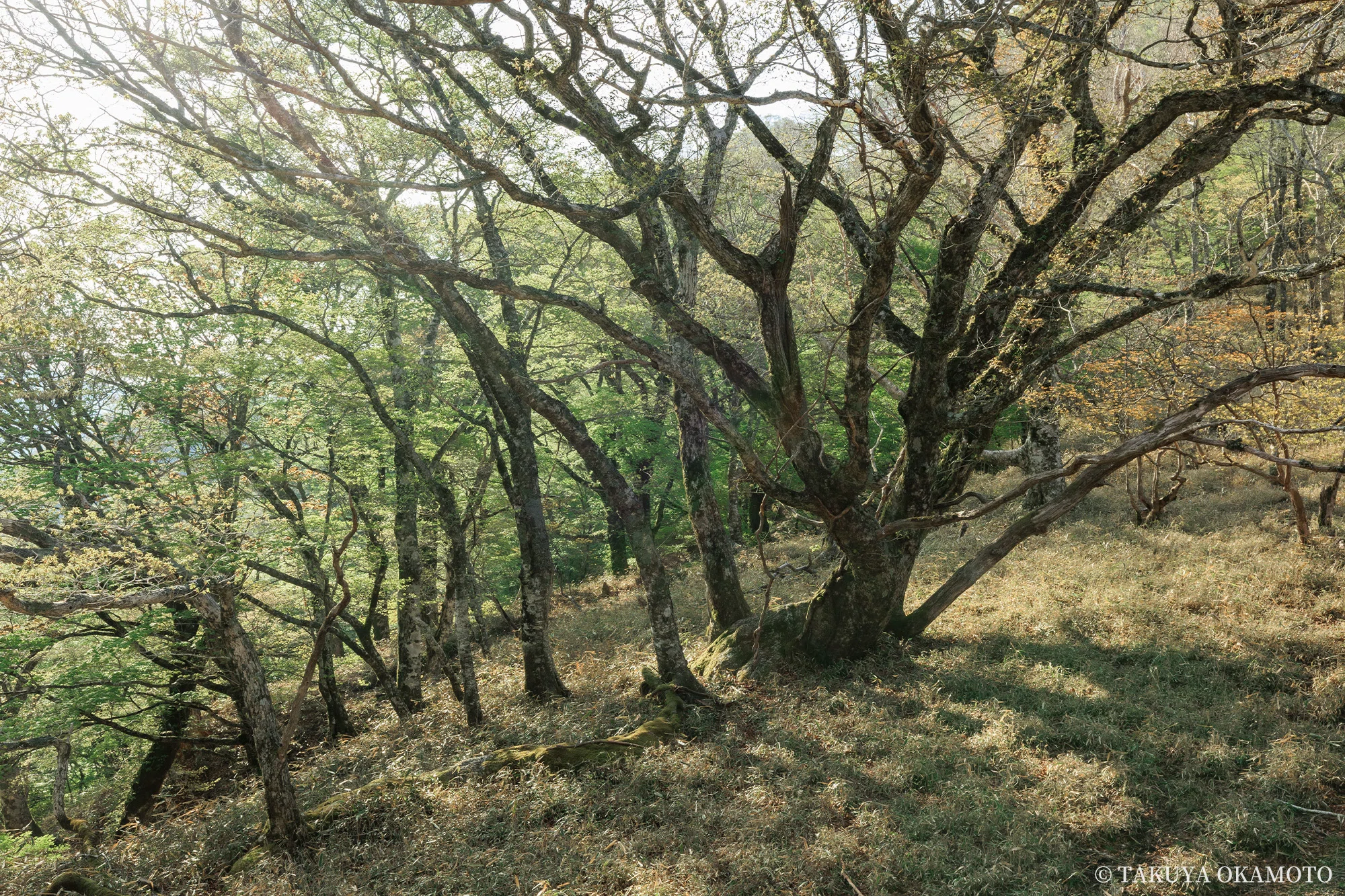 物部物語 Vol.04 ｜ 白髪山とみやびの丘｜岡本卓也｜風景写真家