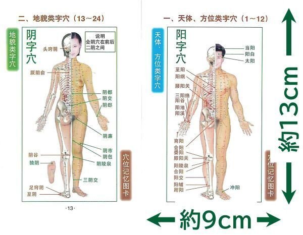 全身経穴応用解剖図譜 全身経穴応用図譜 上海中医薬大学出版社 日漢対照 本