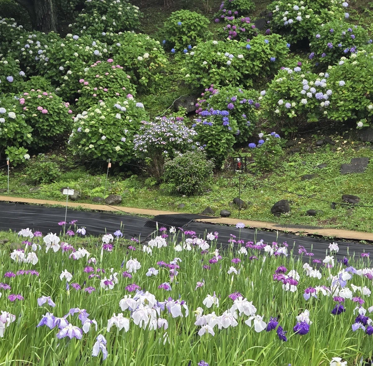 The Blue-Purple of Hydrangeas and Japanese Irises｜しなやかに生きる「カウンセリングオフィス ...