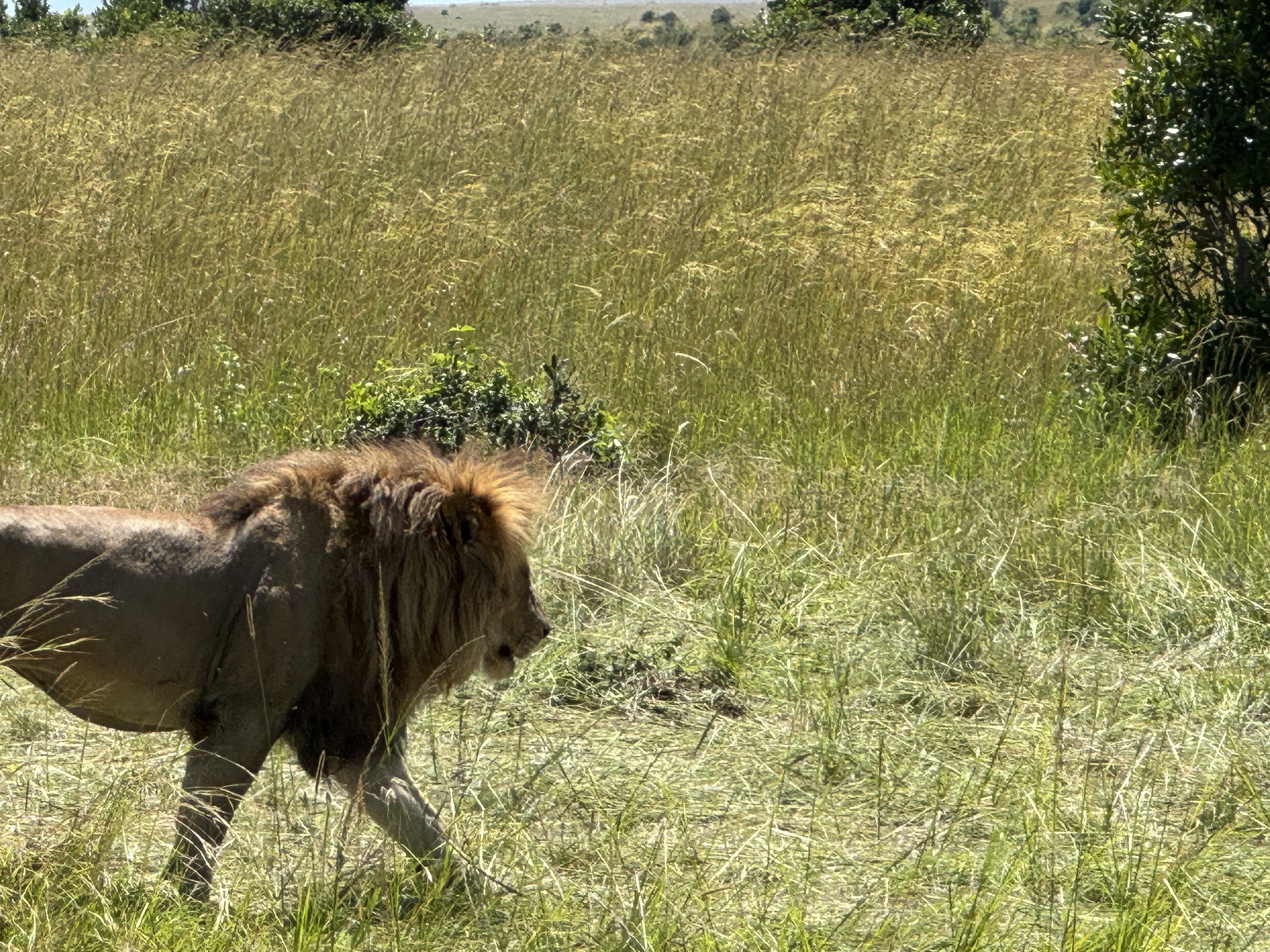 世界の幸せ報告（ケニア編）～「マサイ族に学ぶ、豊かさと継承の知恵