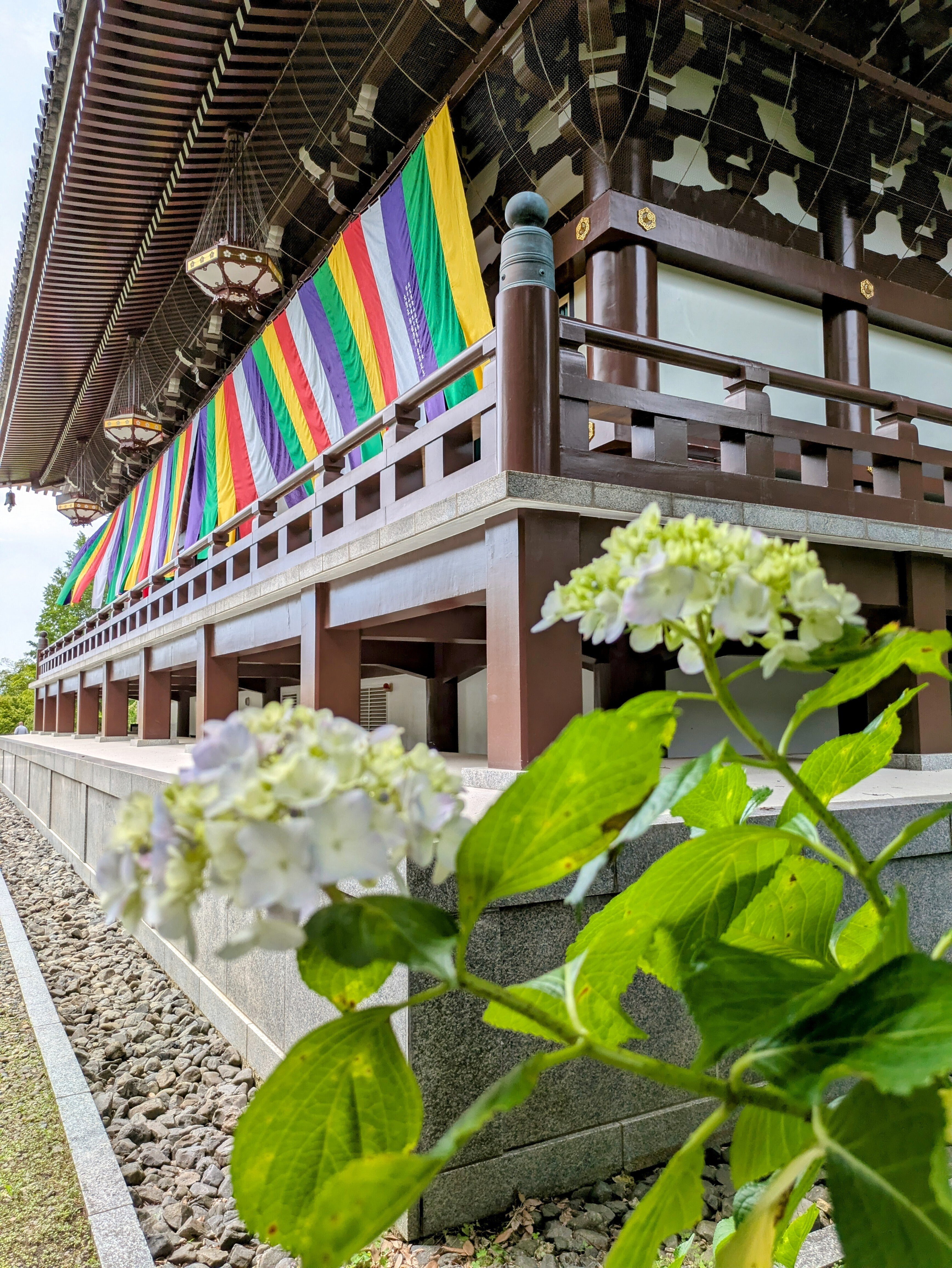 京都ぶらり】2025年京都紫陽花日記 真言宗智山派総本山 智積院