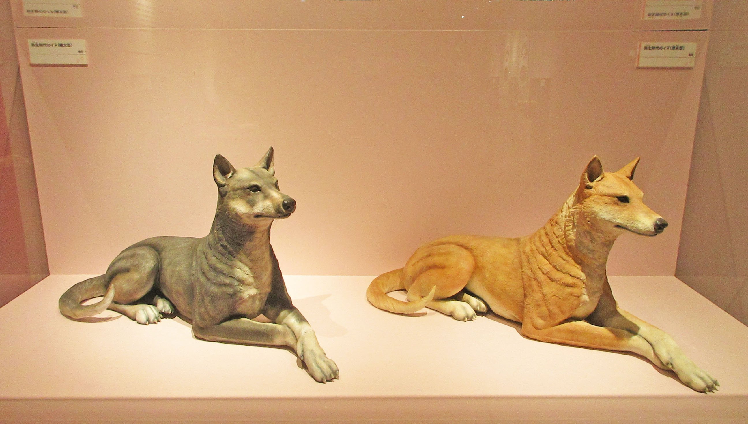 第8章 イヌのきた道：特別展「古代DNA－日本人のきた道－」見聞録 その