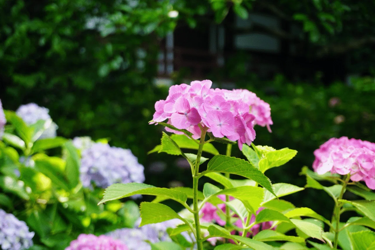 この季節だけの、紫陽花、道端スナップ｜misaki｜散歩日和