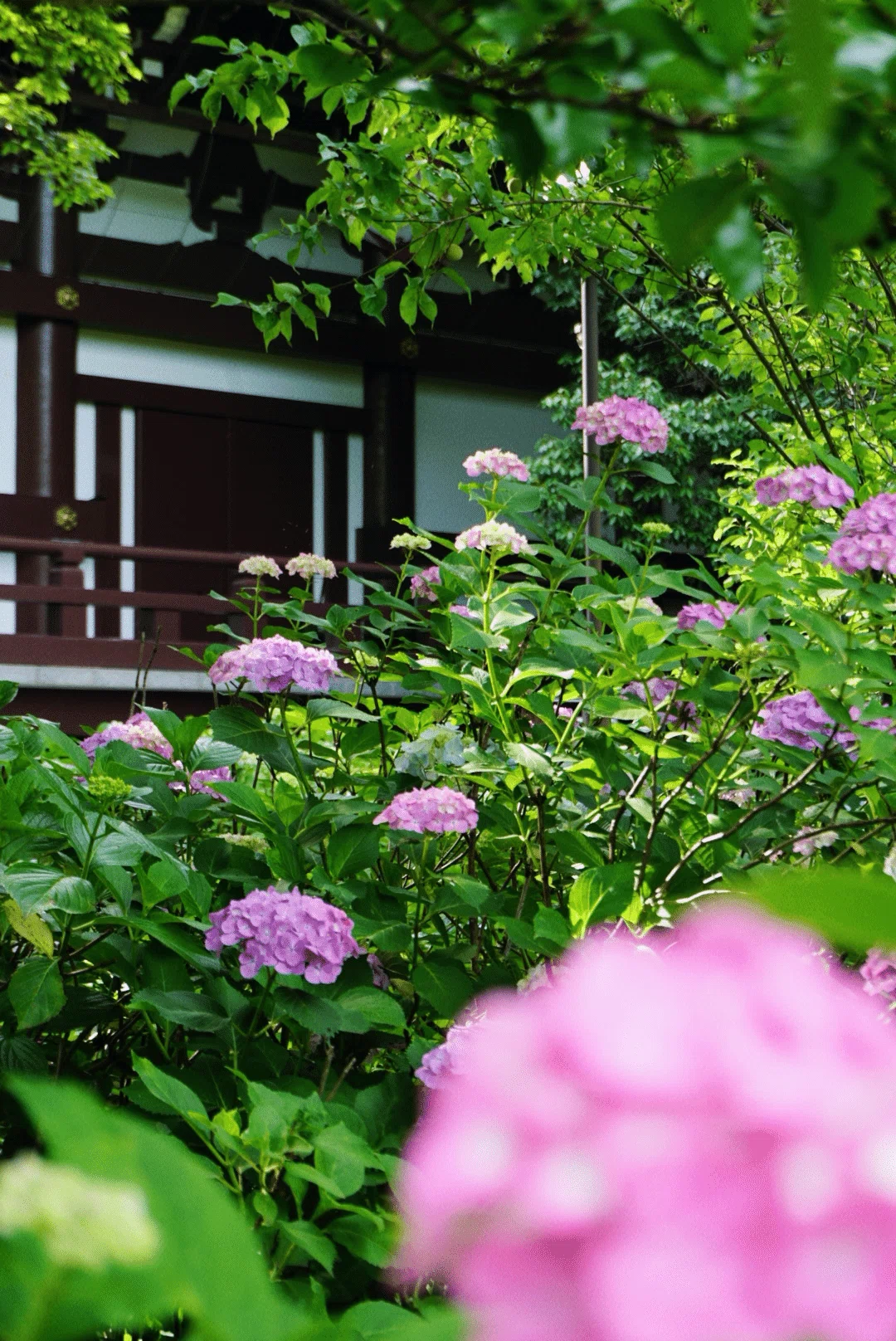 この季節だけの、紫陽花、道端スナップ｜misaki｜散歩日和