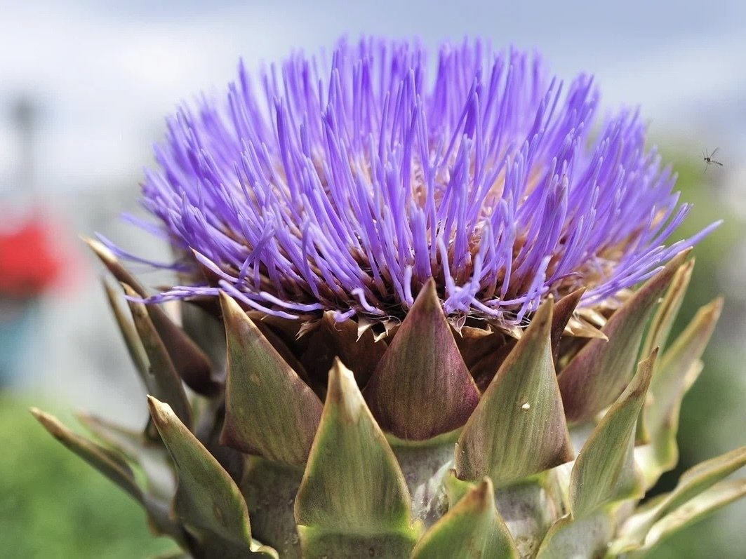 ようこそ アーティチョーク♡ 初めまして アーティチョーク｜gingamom, image size:1063x797